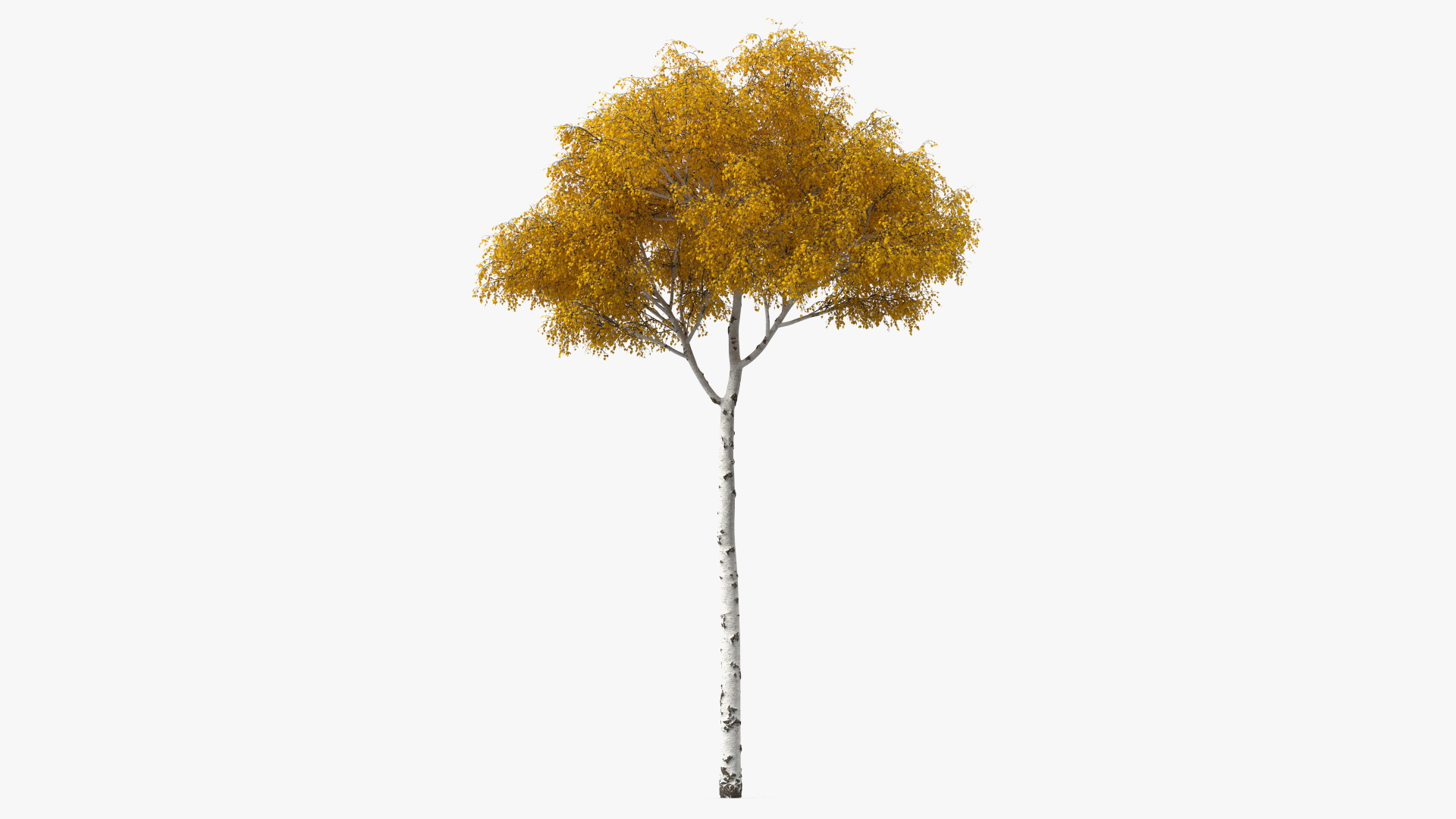 Birch Tree Yellow 3D