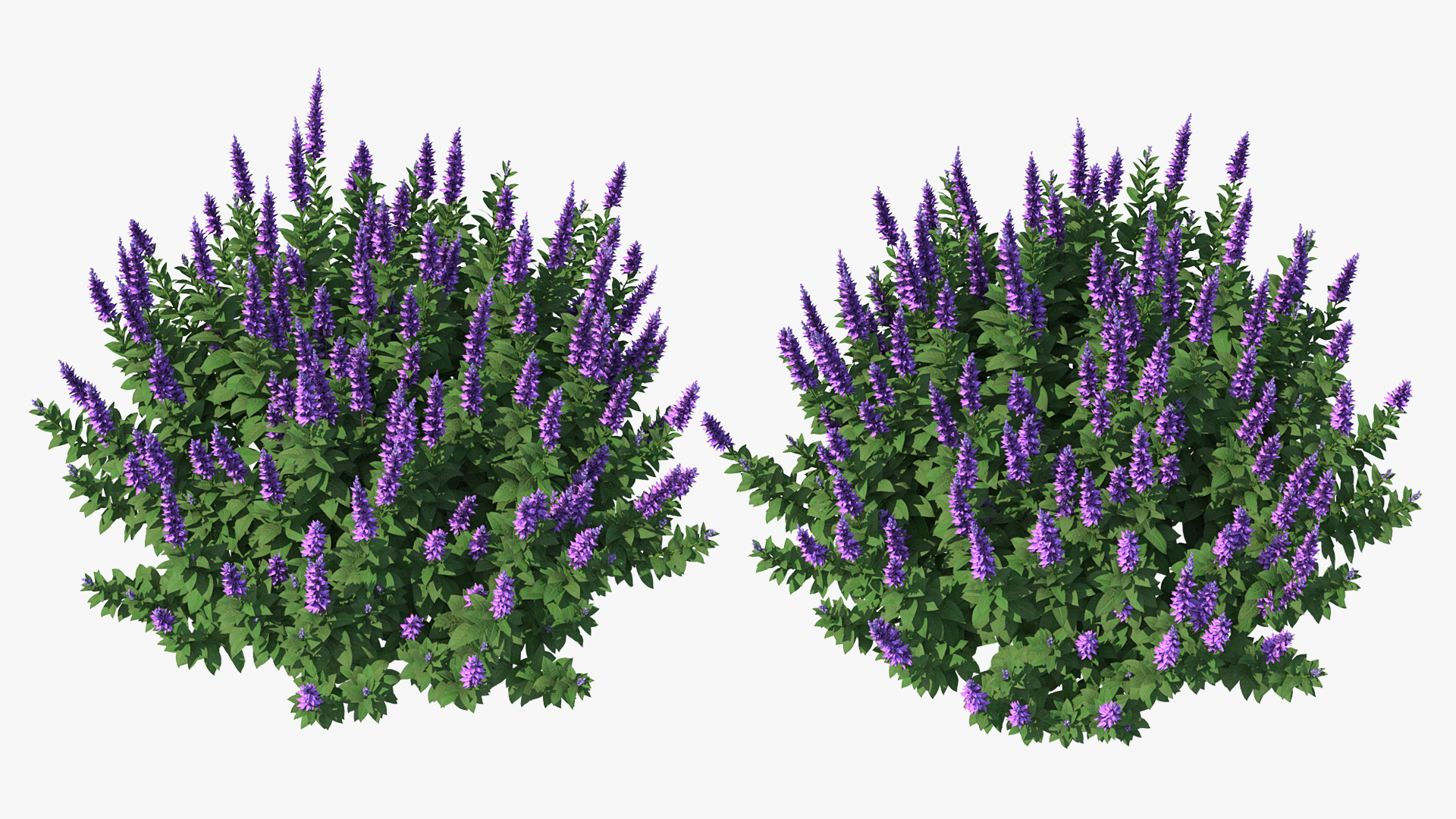 Blooming Meadow Sage Salvia Pratensis 3D