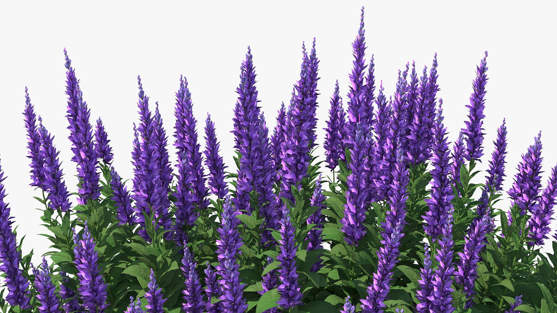 Blooming Meadow Sage Salvia Pratensis 3D