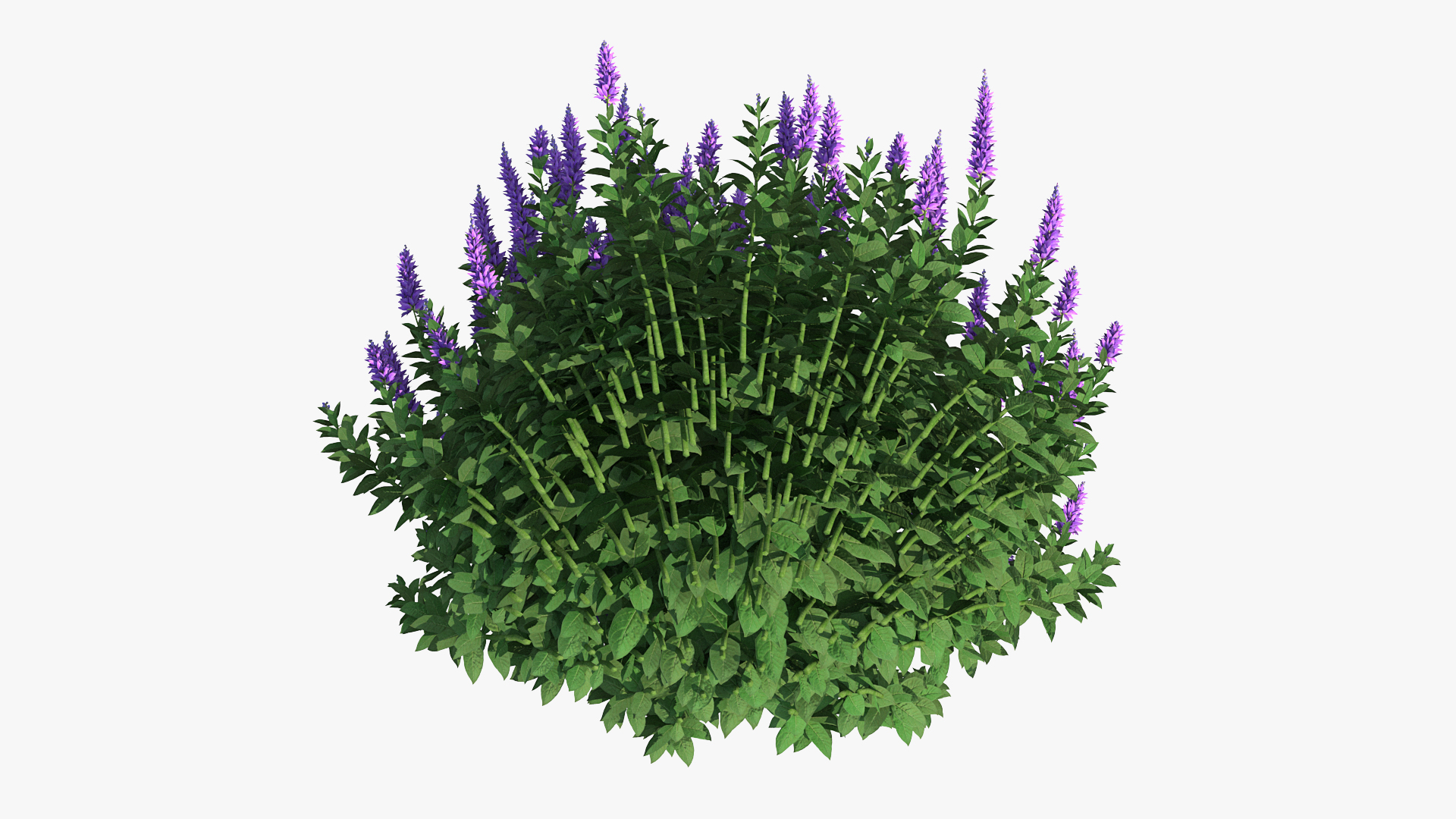 Blooming Meadow Sage Salvia Pratensis 3D