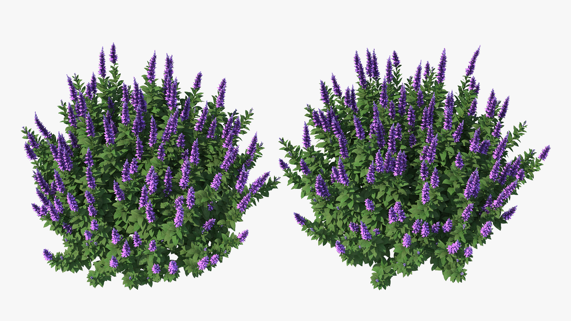 Blooming Meadow Sage Salvia Pratensis 3D
