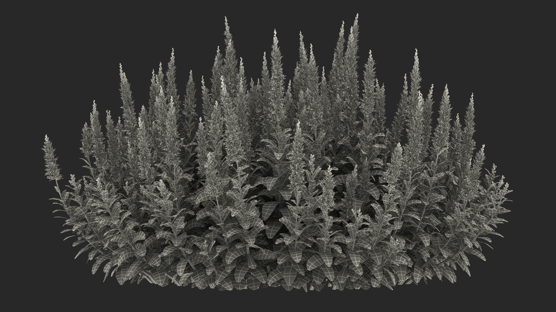 Blooming Meadow Sage Salvia Pratensis 3D