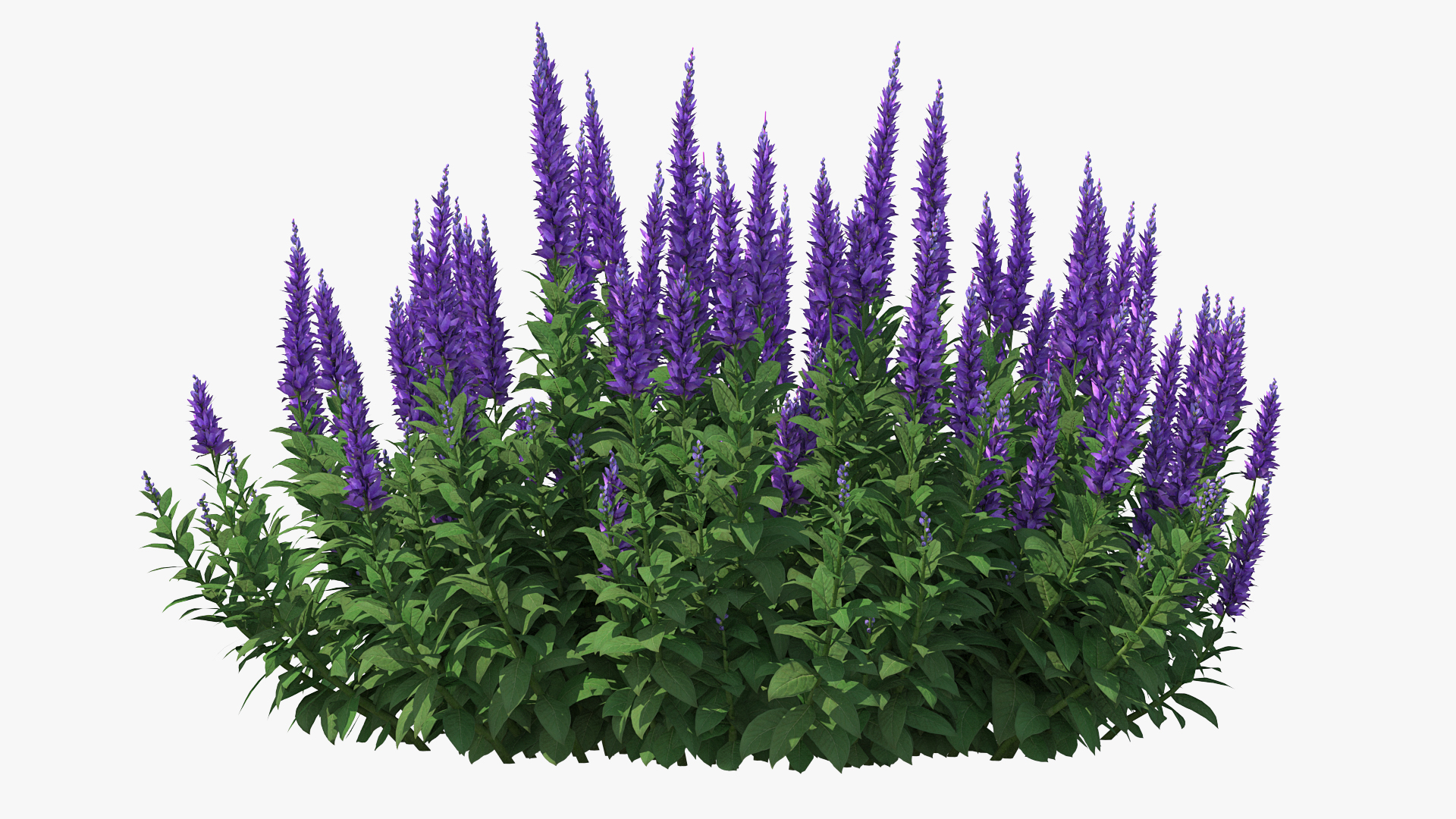Blooming Meadow Sage Salvia Pratensis 3D