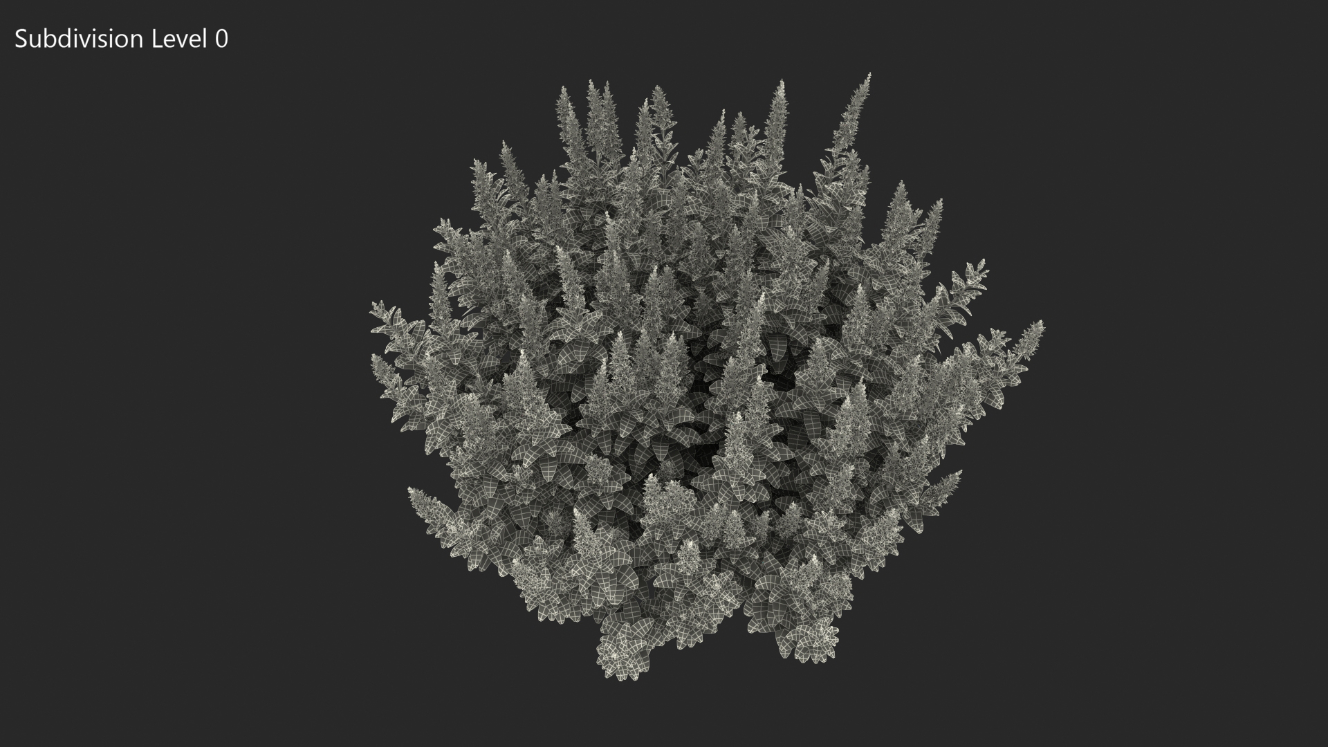 Blooming Meadow Sage Salvia Pratensis 3D