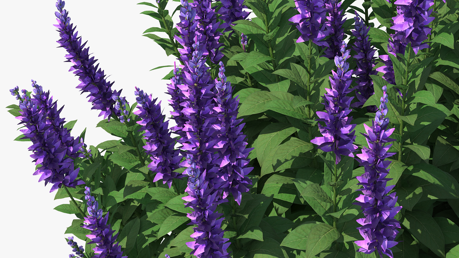 Blooming Meadow Sage Salvia Pratensis 3D
