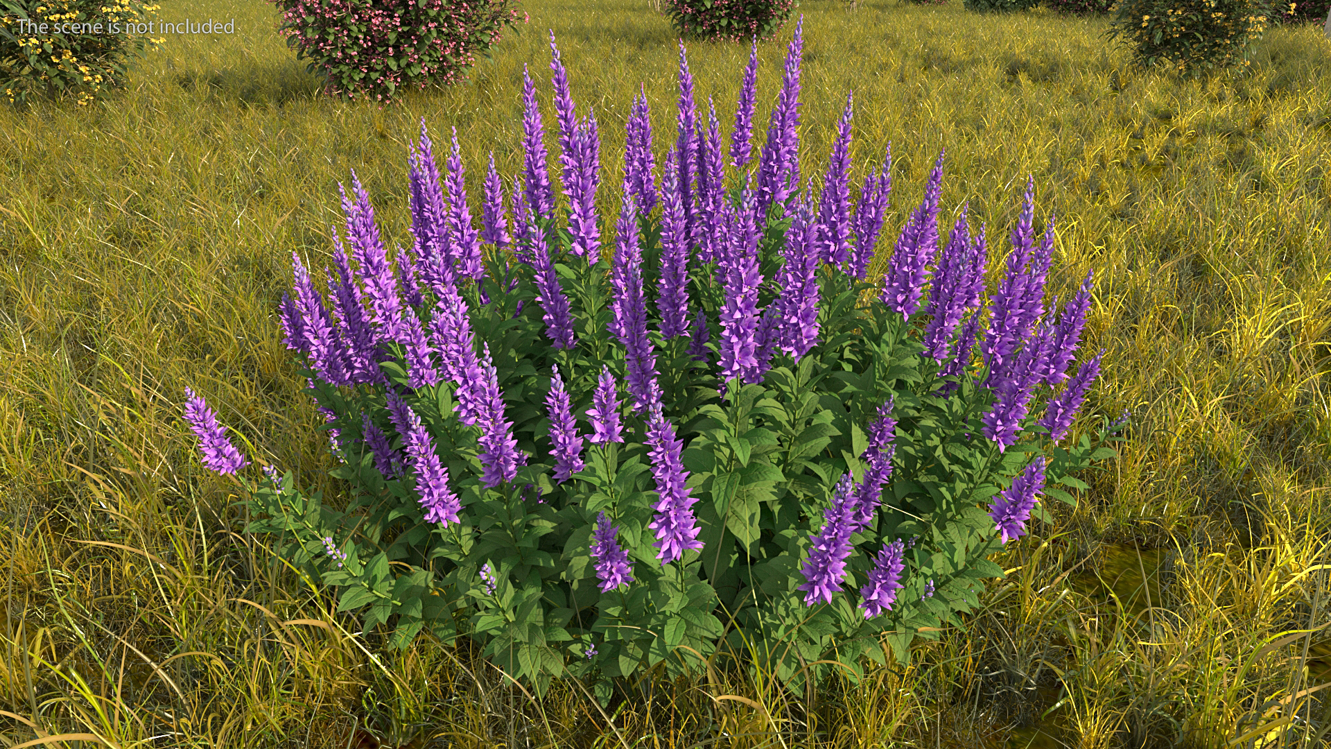 Blooming Meadow Sage Salvia Pratensis 3D