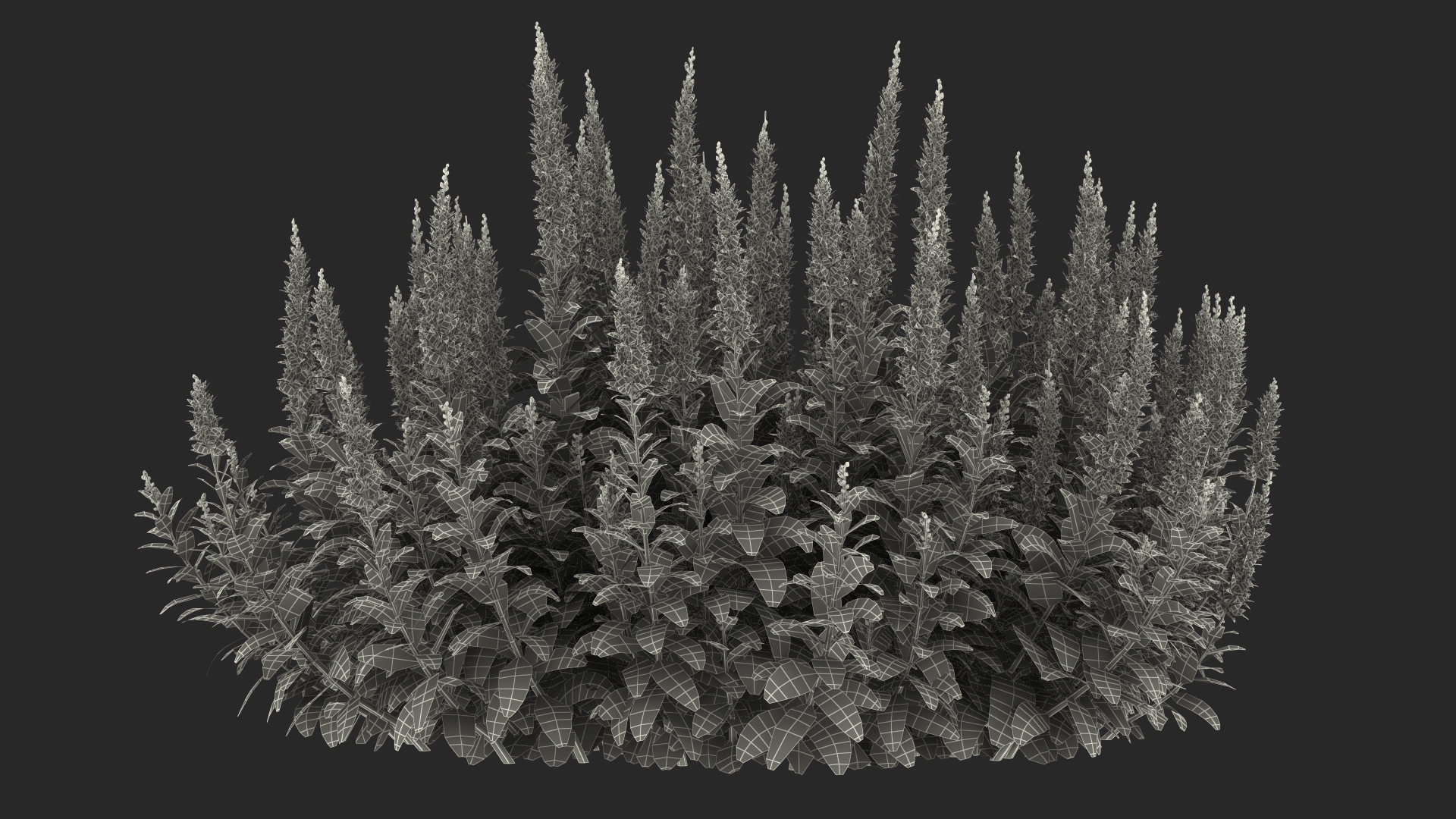 Blooming Meadow Sage Salvia Pratensis 3D