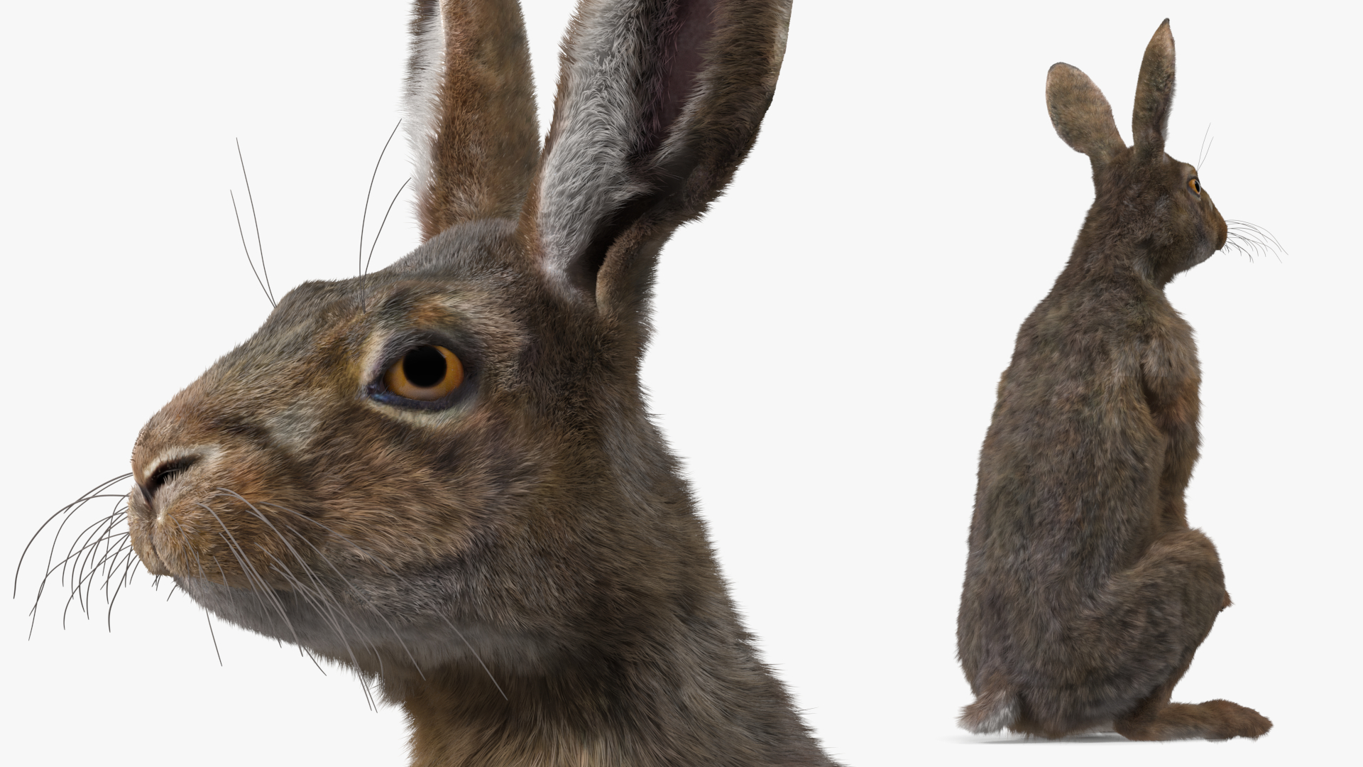 3D Snowshoe Hare Standing Pose Fur