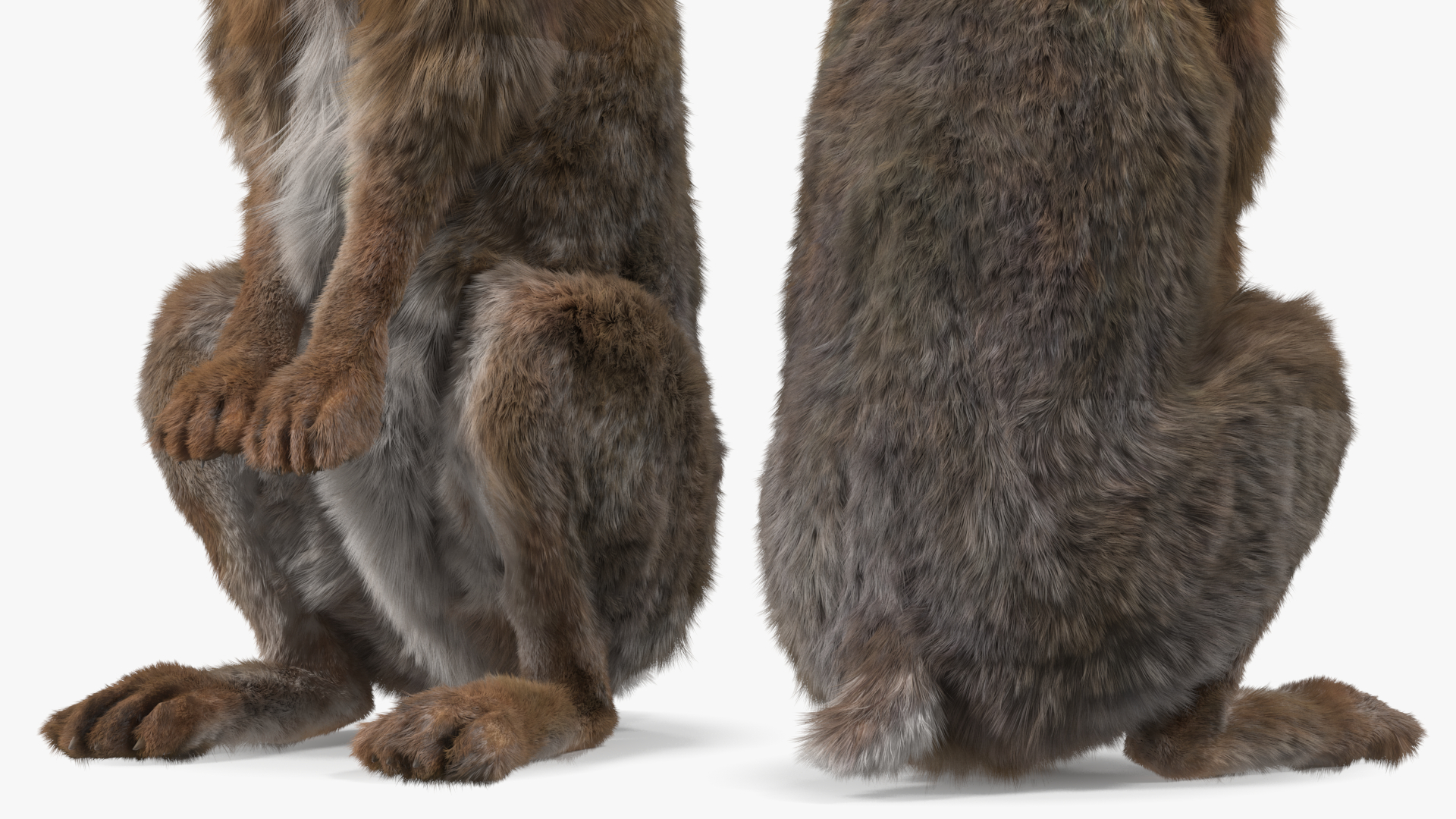 3D Snowshoe Hare Standing Pose Fur