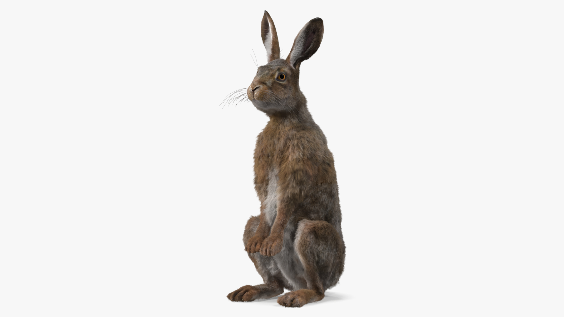 3D Snowshoe Hare Standing Pose Fur