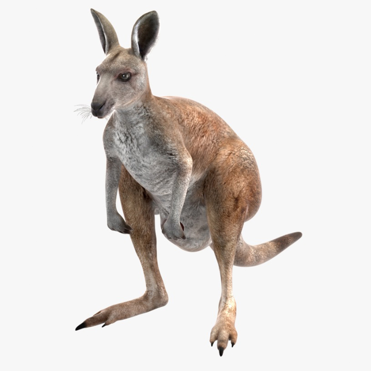 3D Female Kangaroo Rigged for Cinema 4D