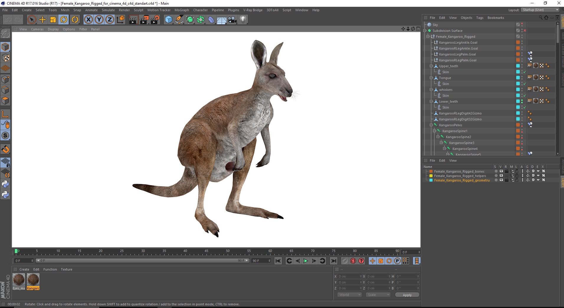 3D Female Kangaroo Rigged for Cinema 4D