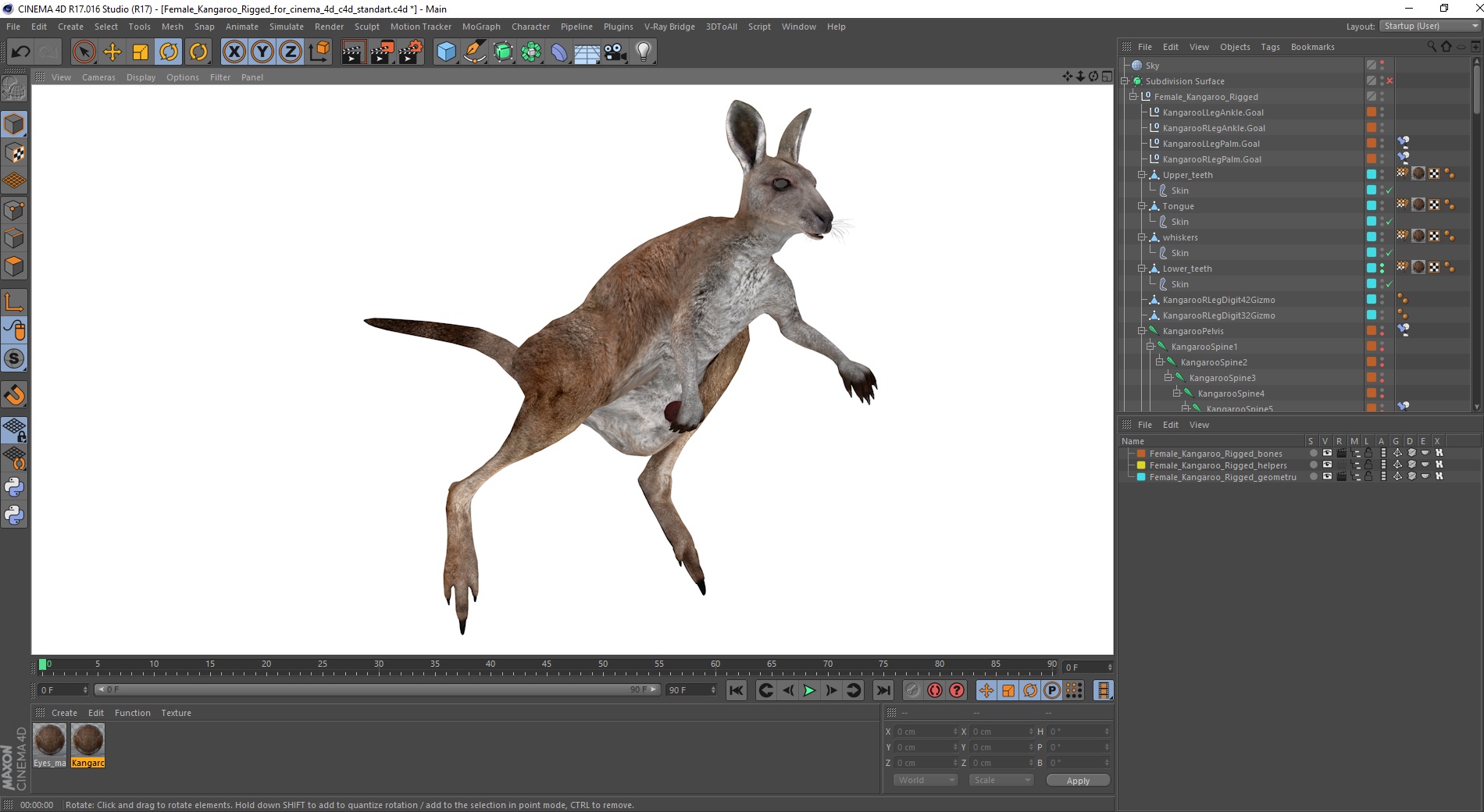 3D Female Kangaroo Rigged for Cinema 4D
