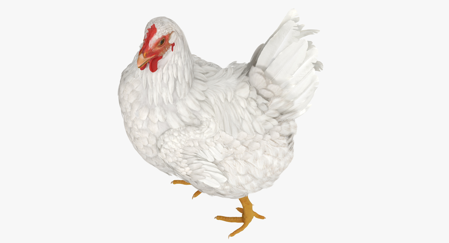 3D White Chicken Walking Pose