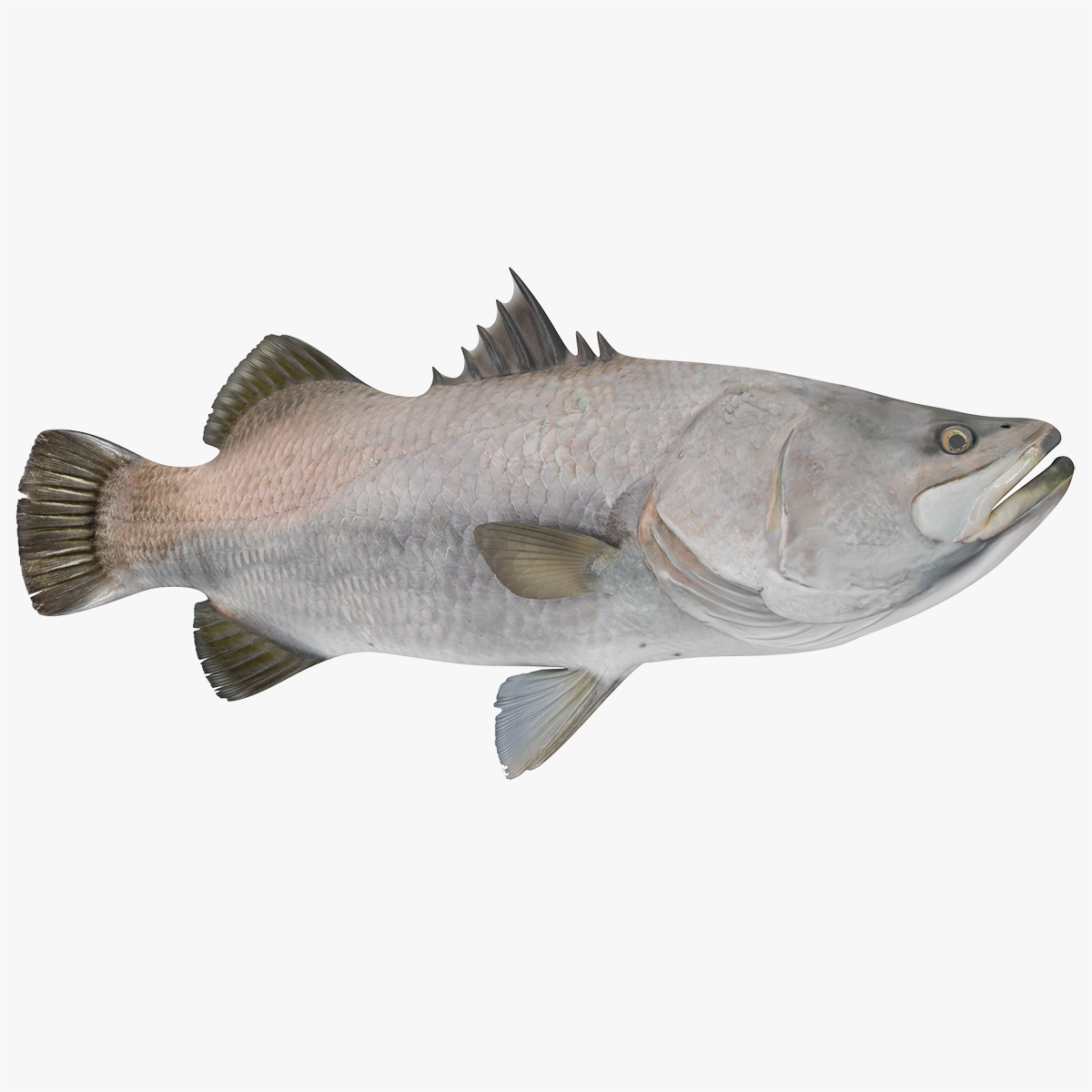Barramundi or Lates Calcarifer Fish 3D Model, view 7