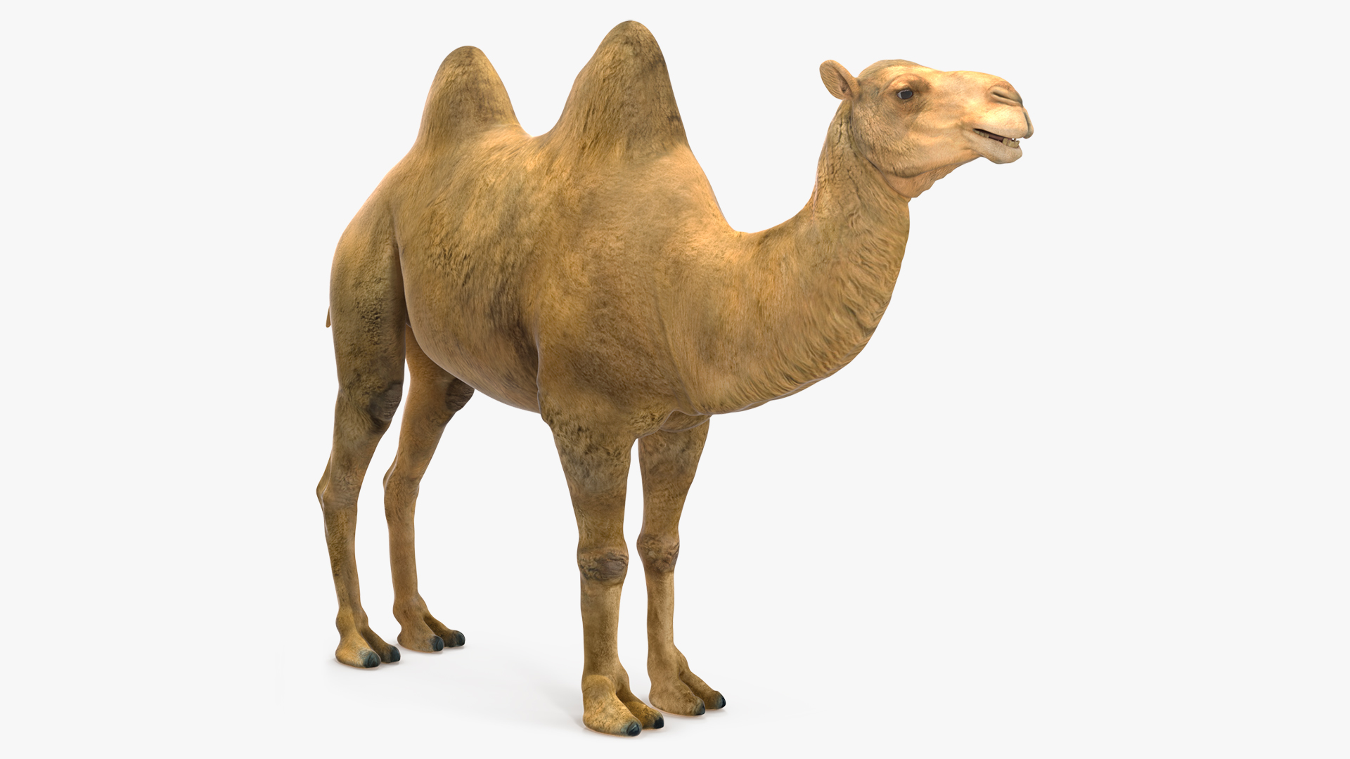 Bactrian Camel 3D model