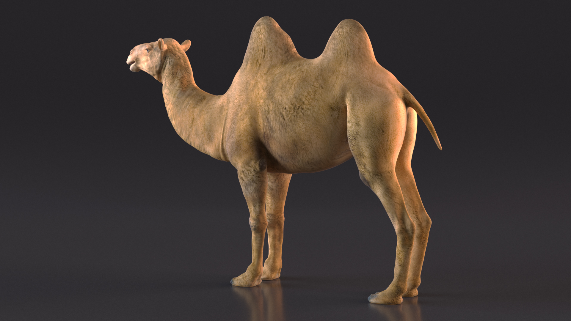 Bactrian Camel 3D model