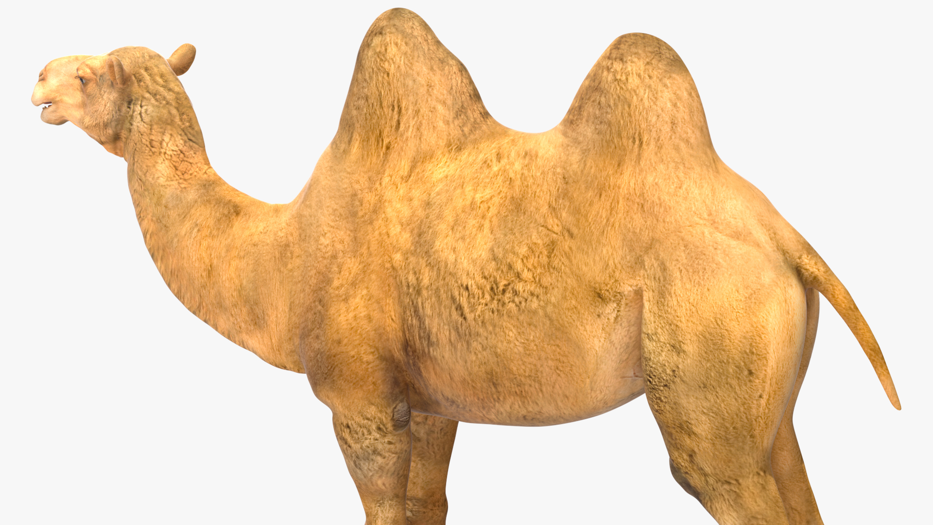 Bactrian Camel 3D model