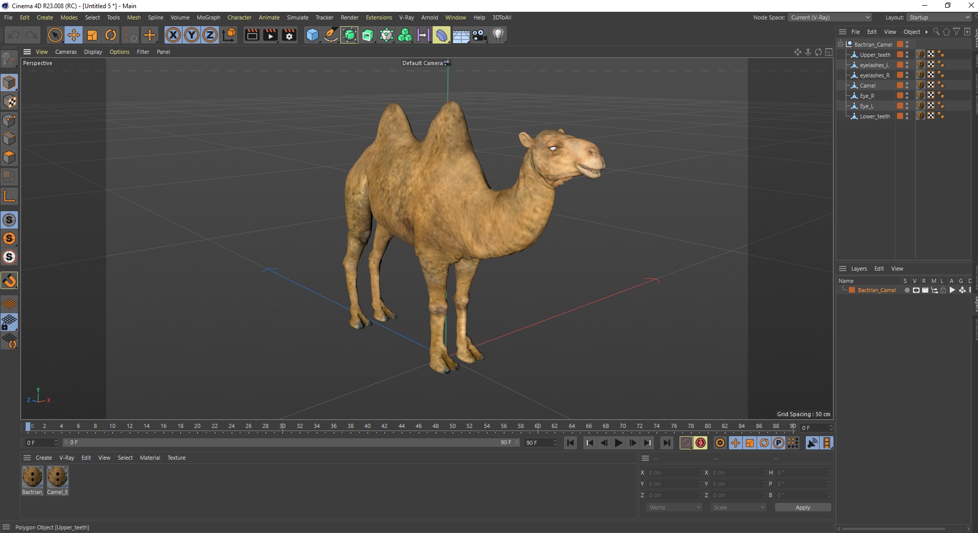 Bactrian Camel 3D model
