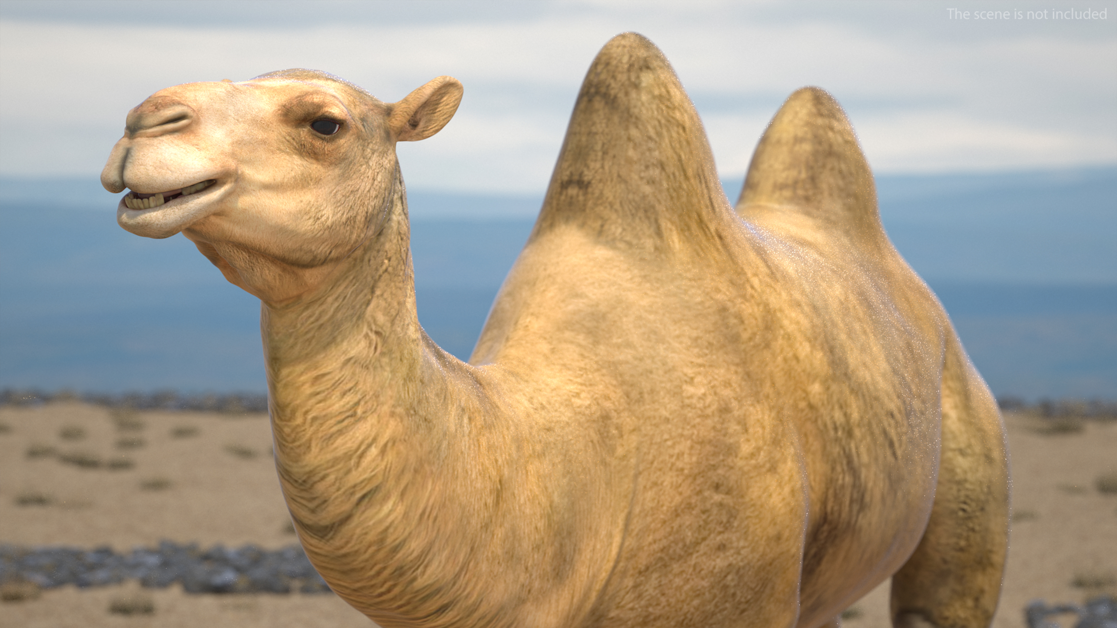 Bactrian Camel 3D model