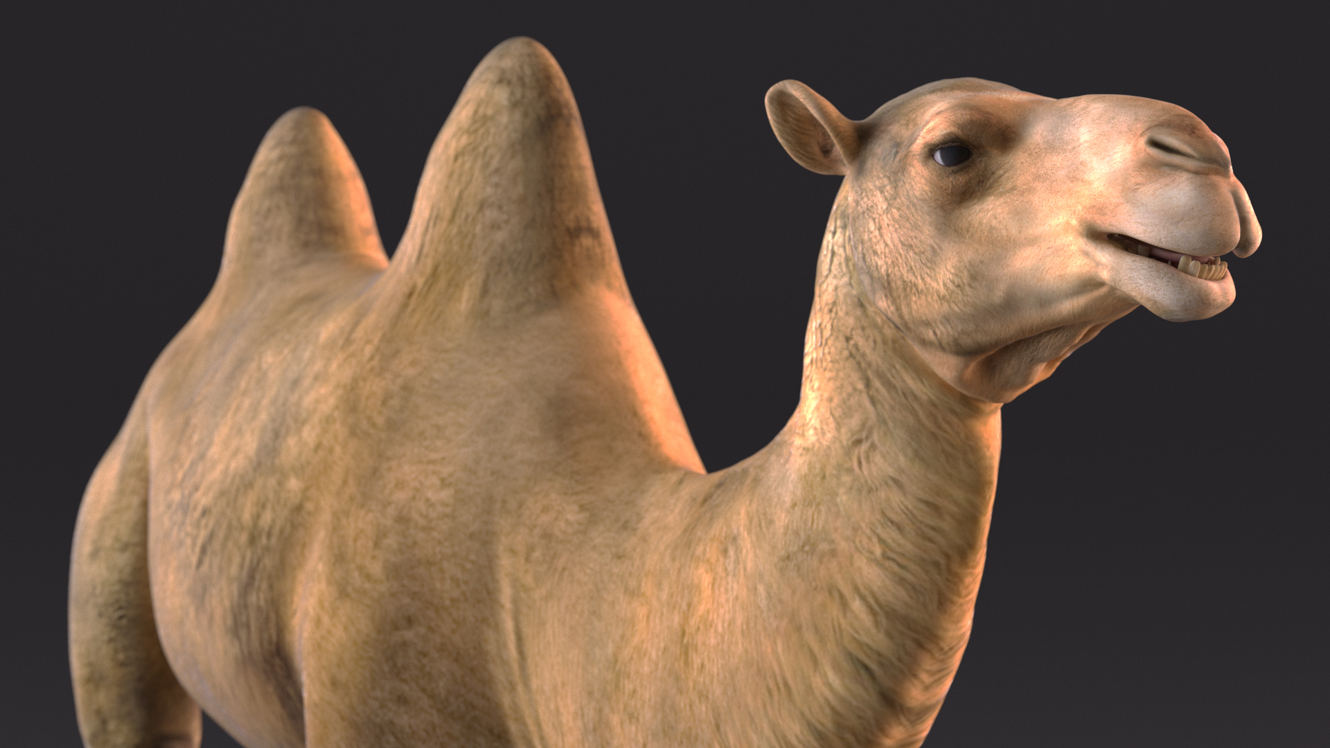 Bactrian Camel 3D model