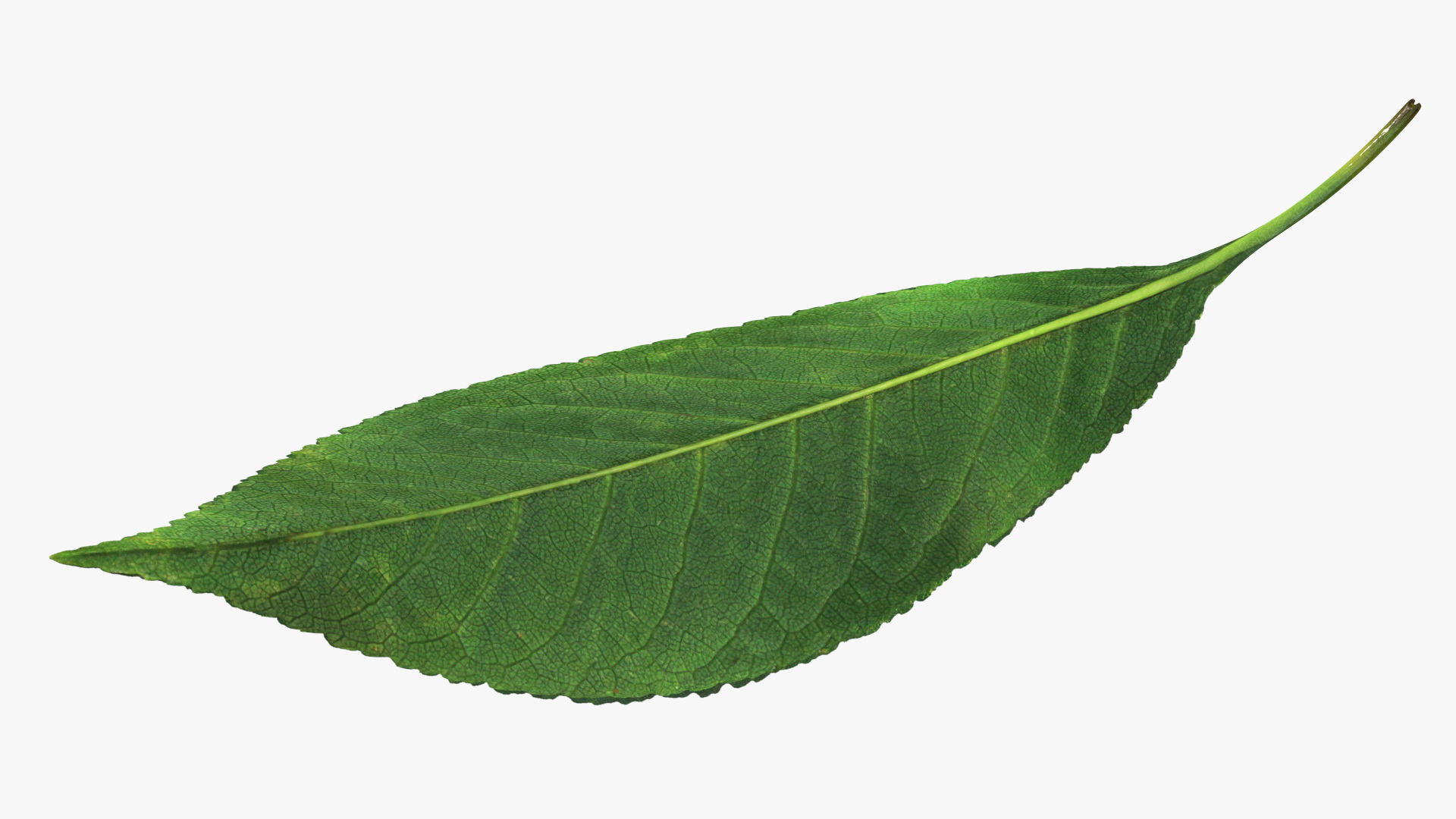 3D Realistic Cherry Tree Leaf