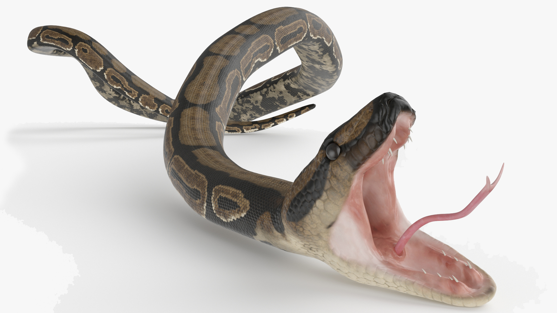 Brown Python Snake Rigged for Cinema 4D 3D model