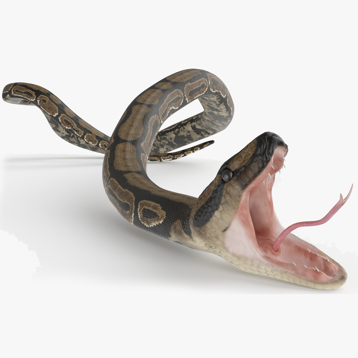 Brown Python Snake Rigged for Cinema 4D 3D model