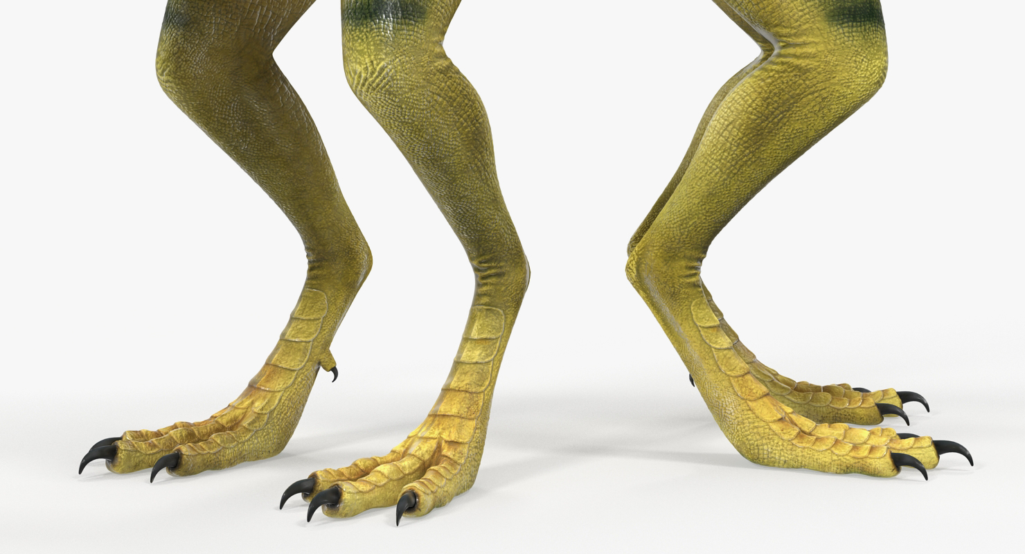 Compsognathus Carnivorous Dinosaur 3D model