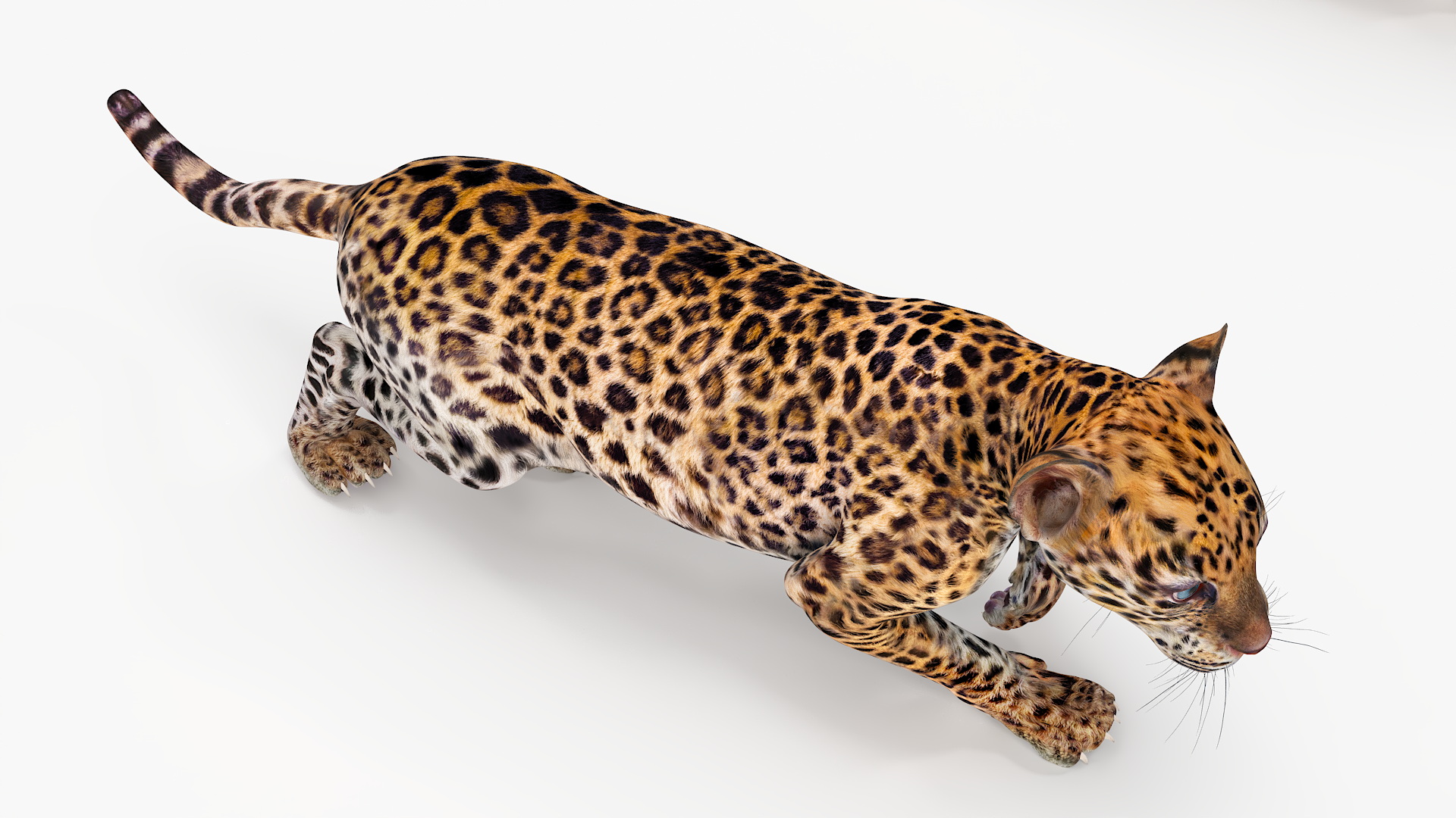 3D model Leopard Cub Sneaking Pose