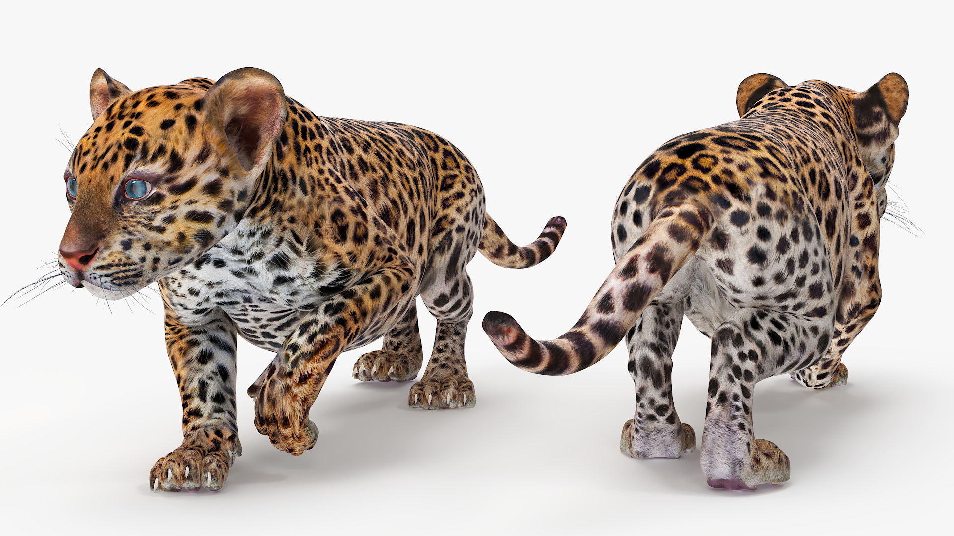 3D model Leopard Cub Sneaking Pose