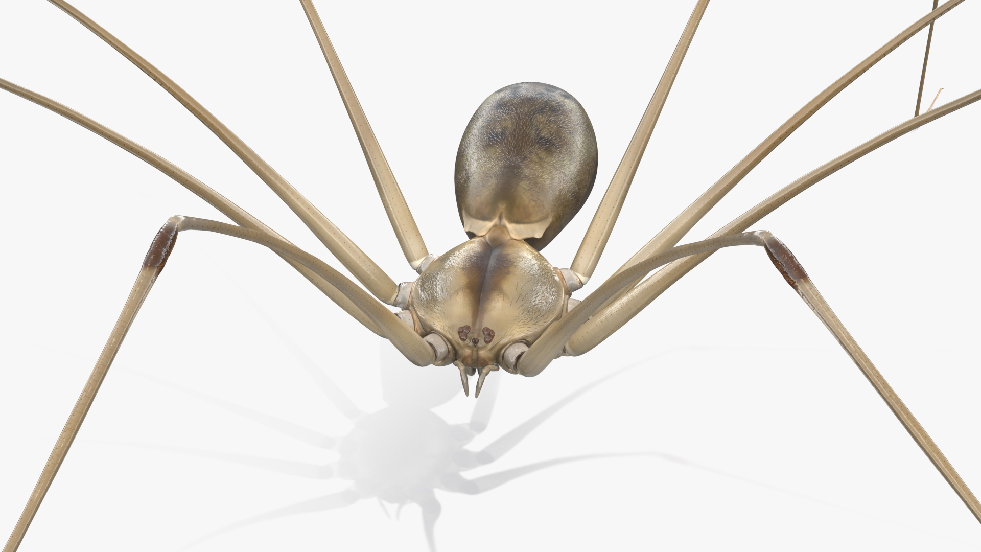 3D model Long-legged House Spider Rigged for Maya