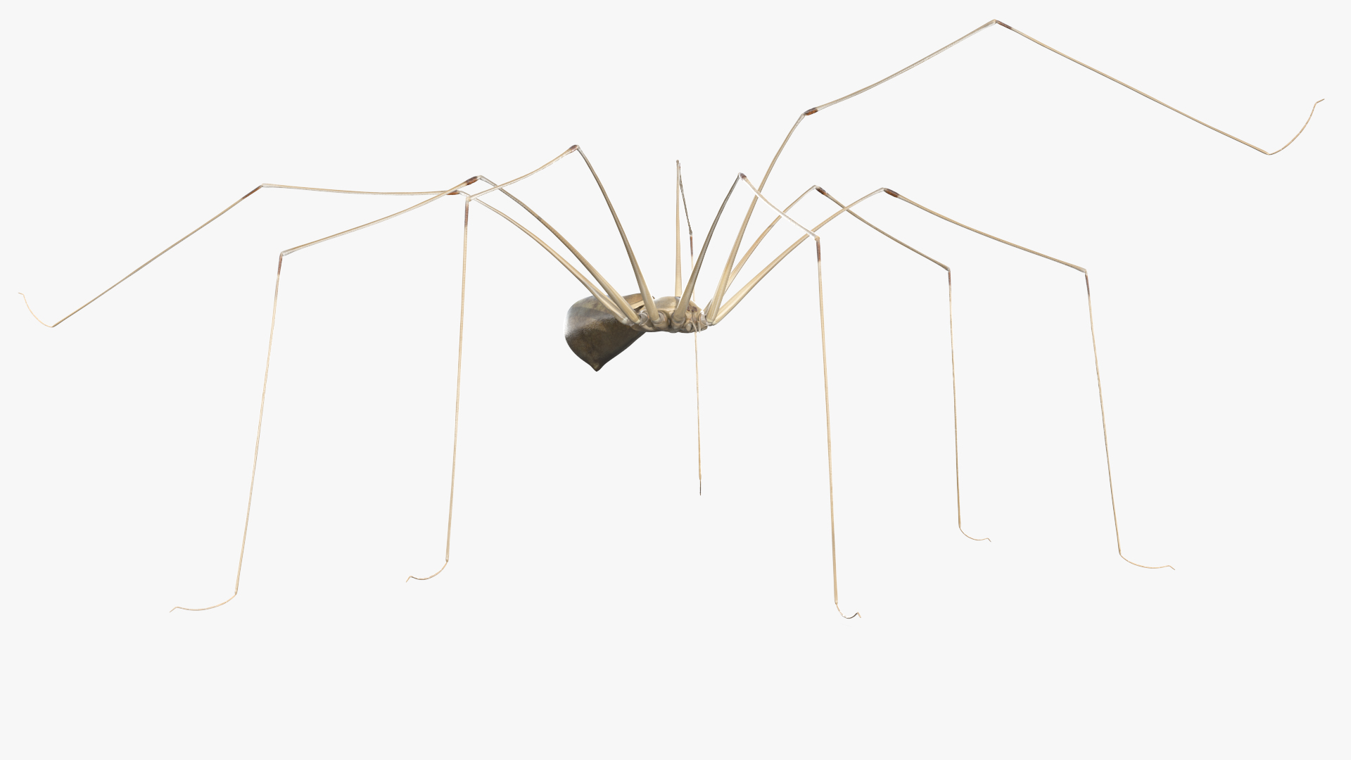 3D model Long-legged House Spider Rigged for Maya