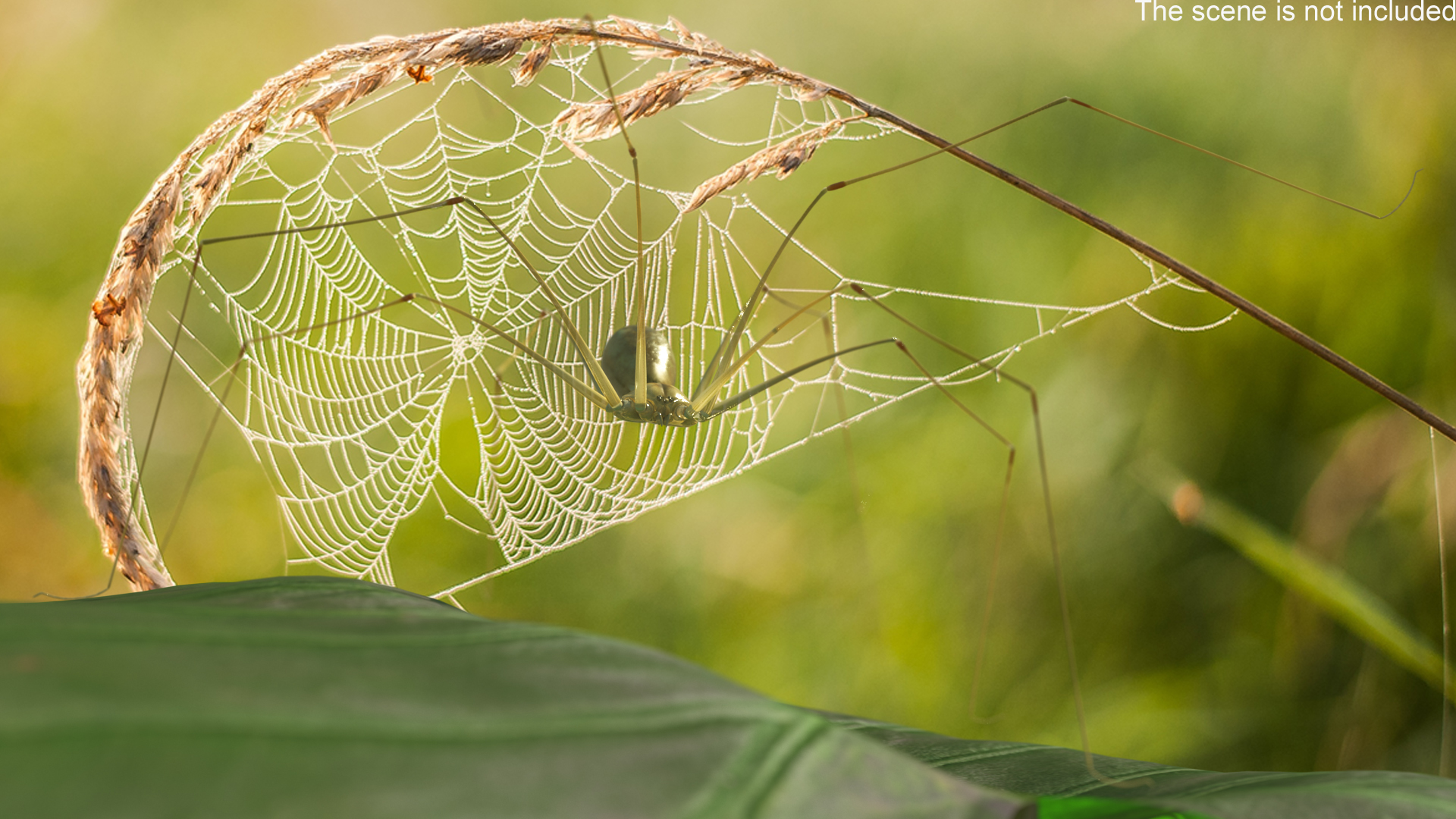 3D model Long-legged House Spider Rigged for Maya
