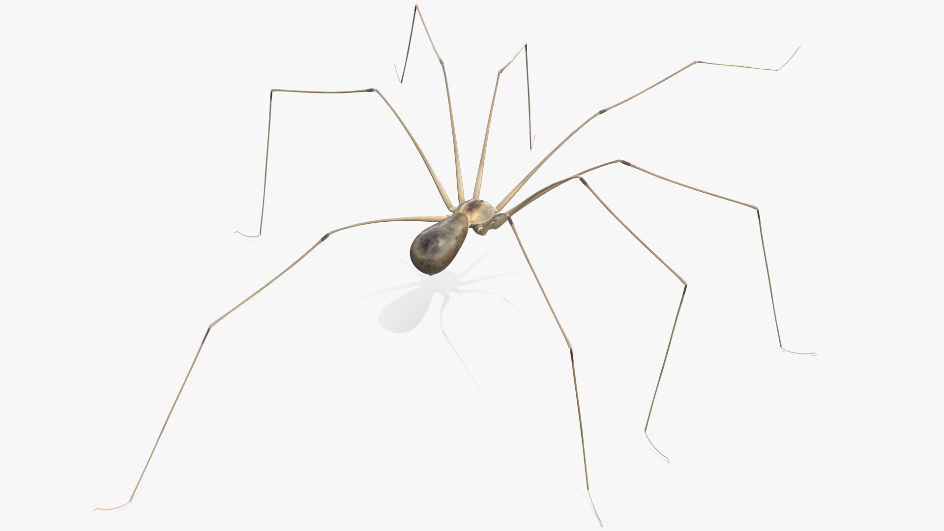 3D model Long-legged House Spider Rigged for Maya