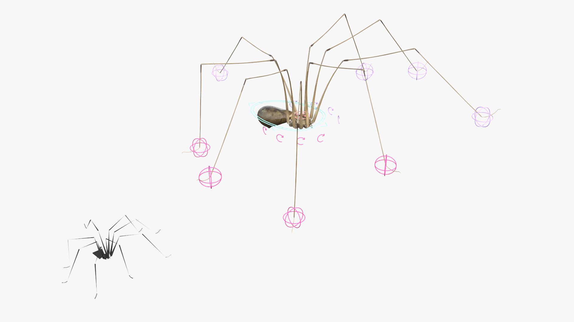 3D model Long-legged House Spider Rigged for Maya
