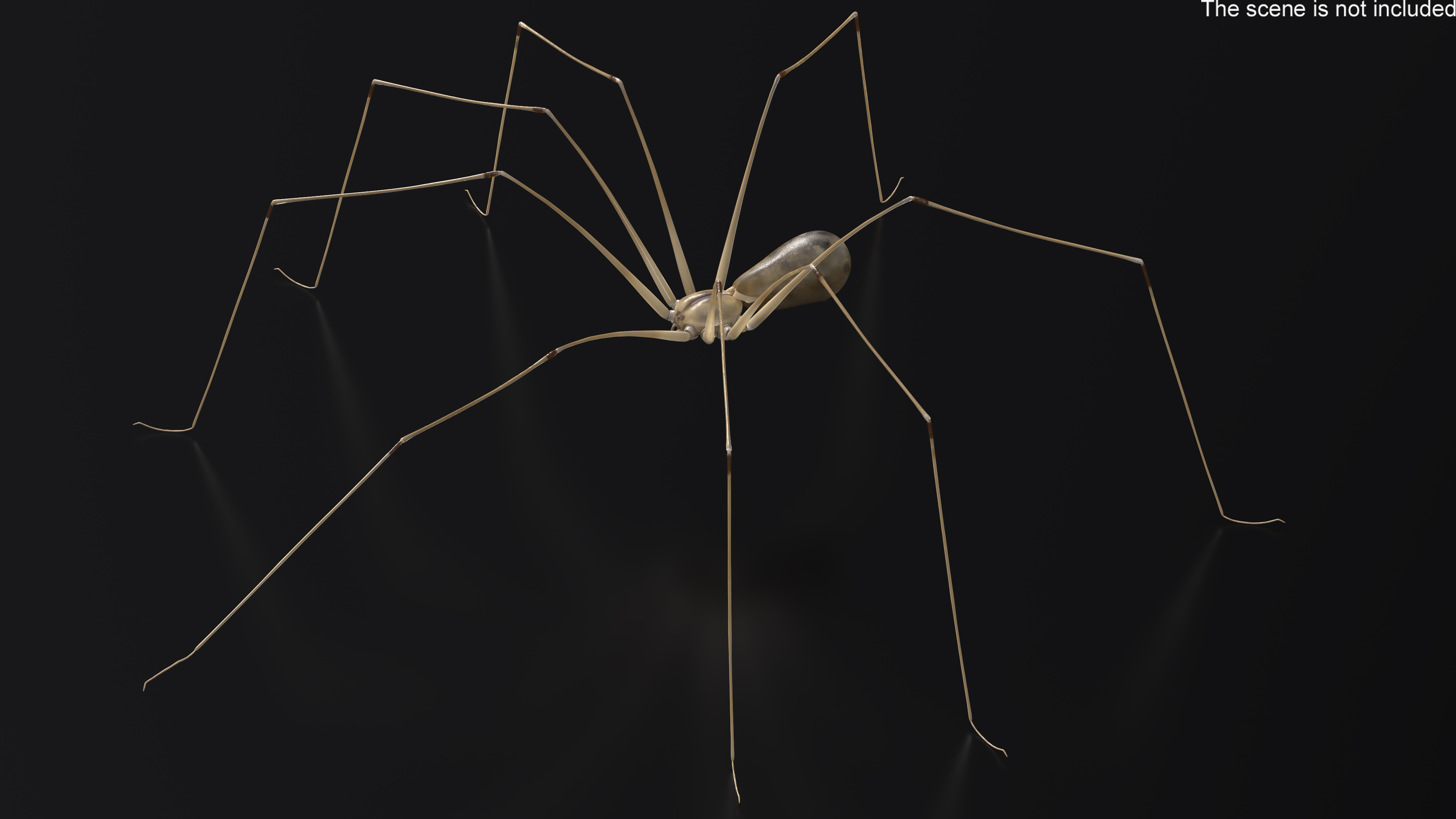 3D model Long-legged House Spider Rigged for Maya