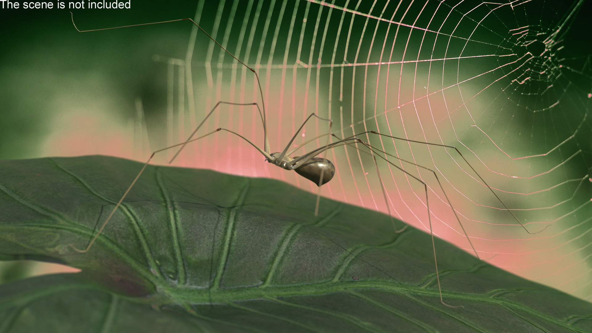 3D model Long-legged House Spider Rigged for Maya