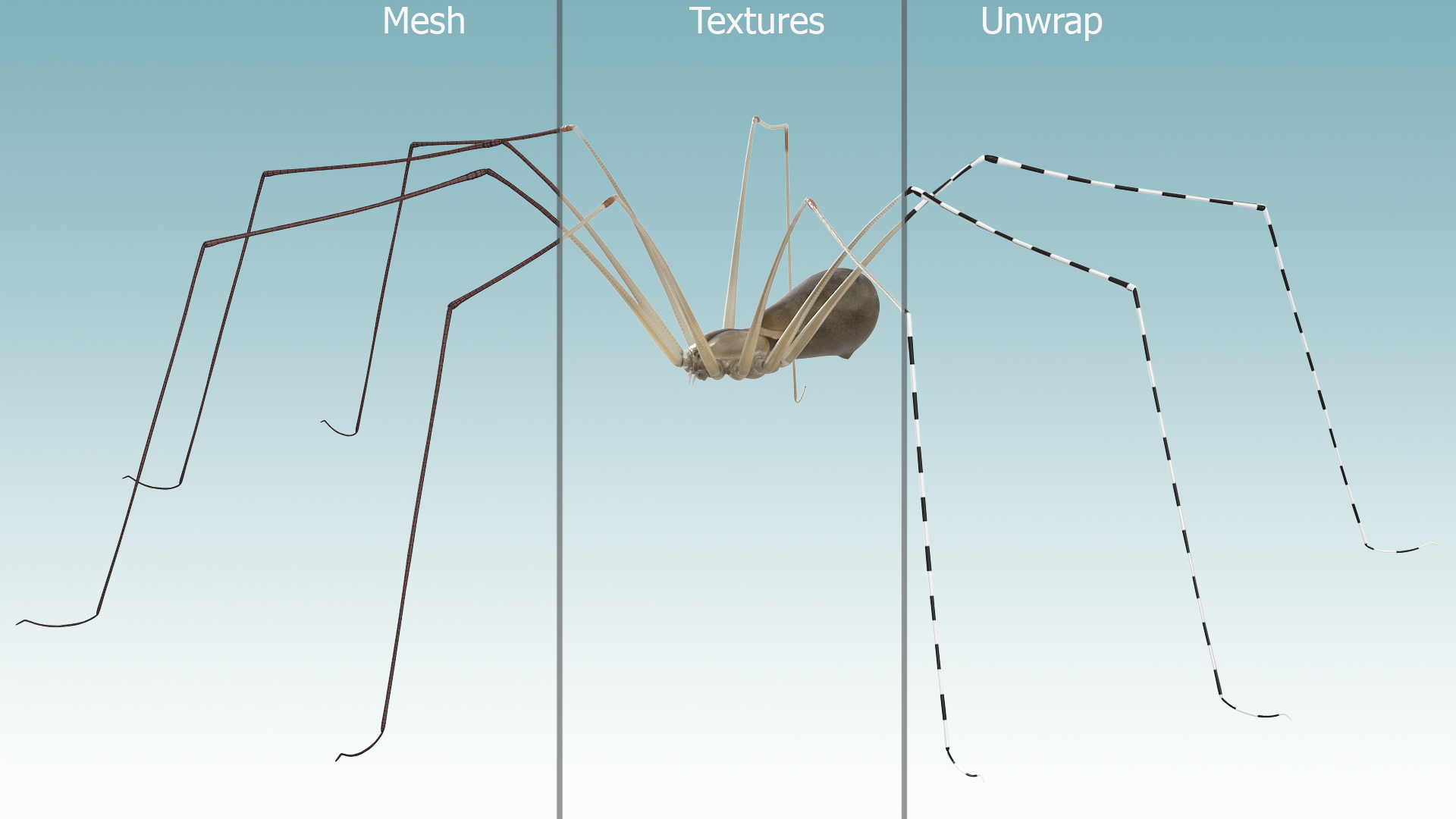 3D model Long-legged House Spider Rigged for Maya