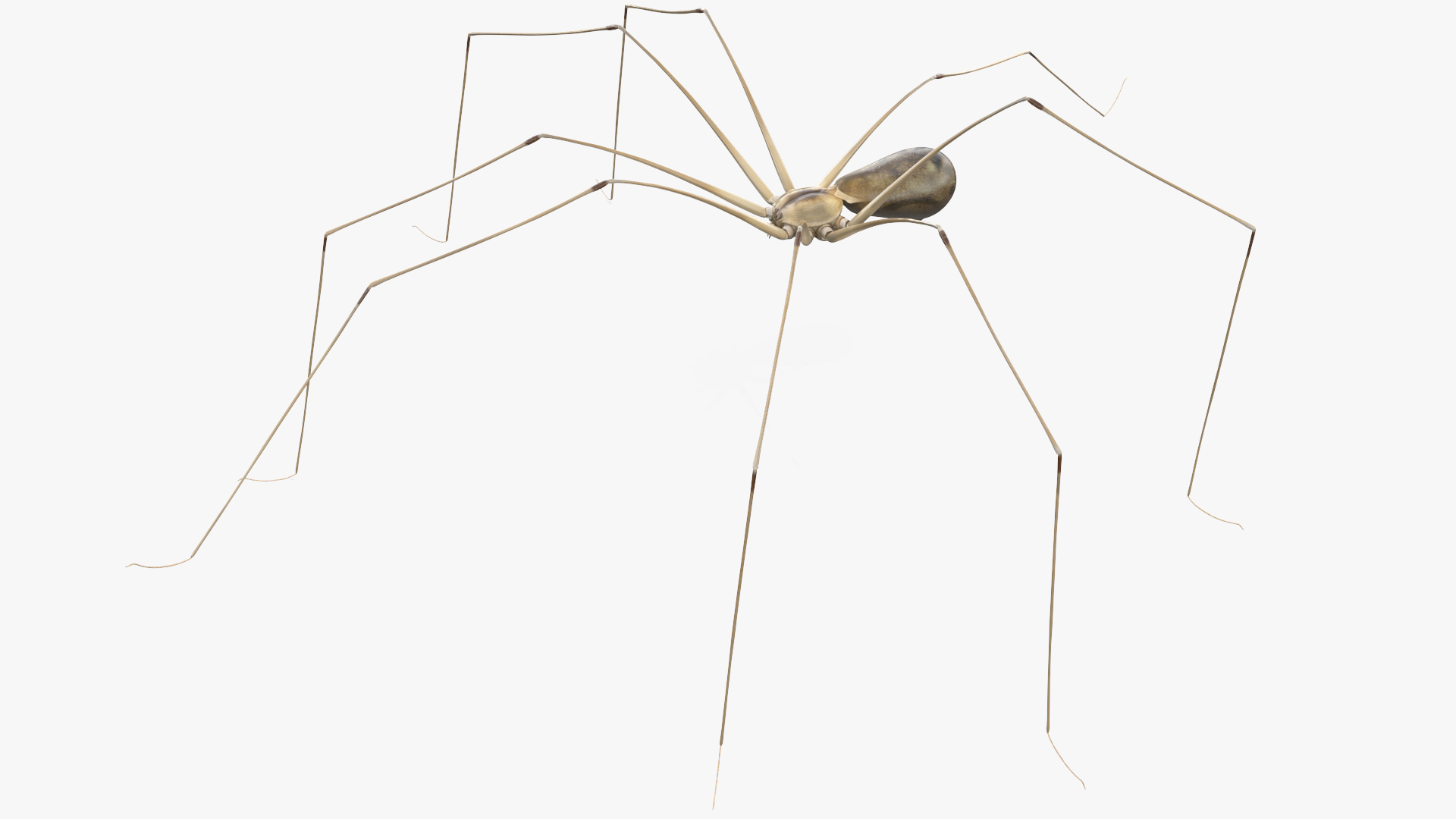 3D model Long-legged House Spider Rigged for Maya