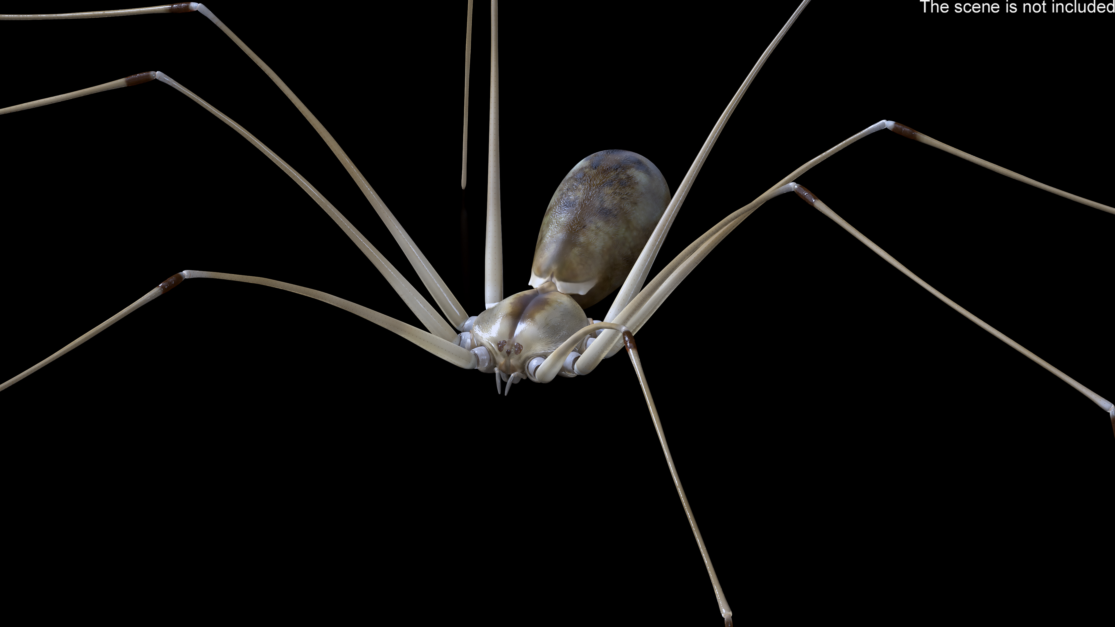 3D model Long-legged House Spider Rigged for Maya