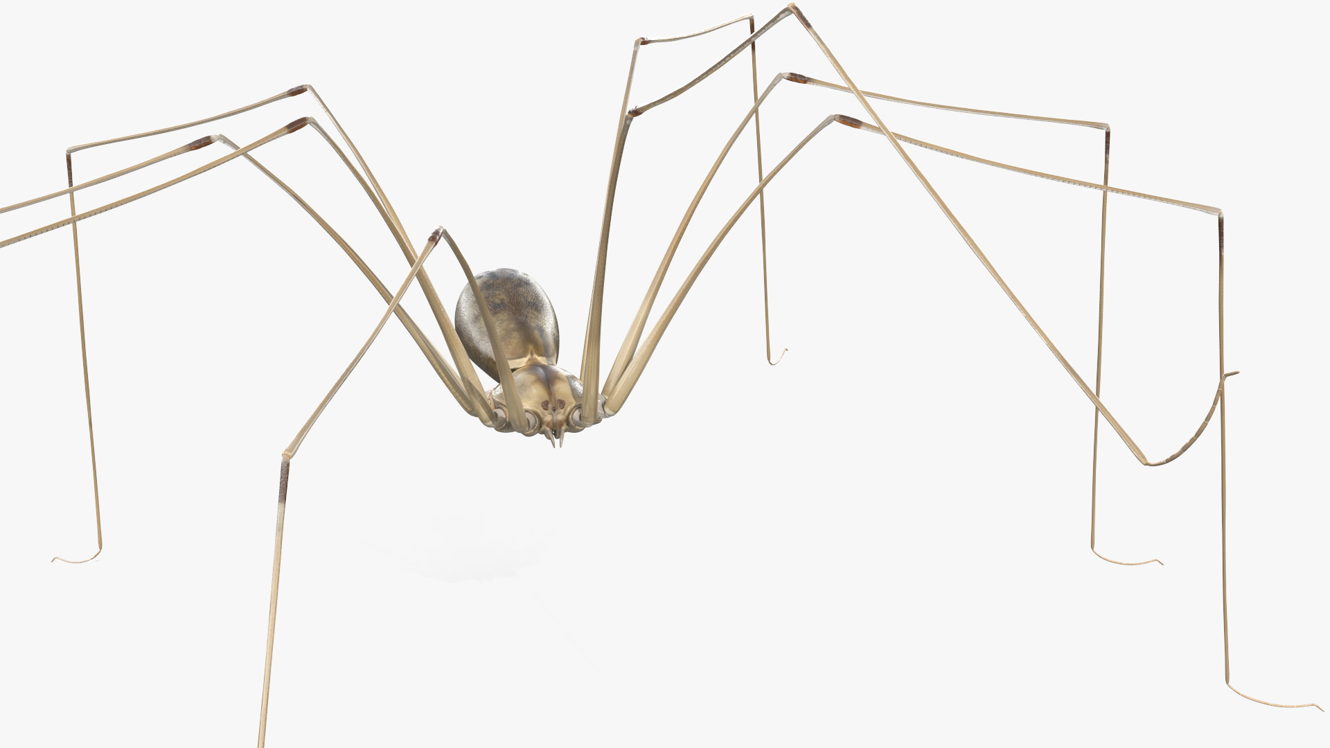 3D model Long-legged House Spider Rigged for Maya