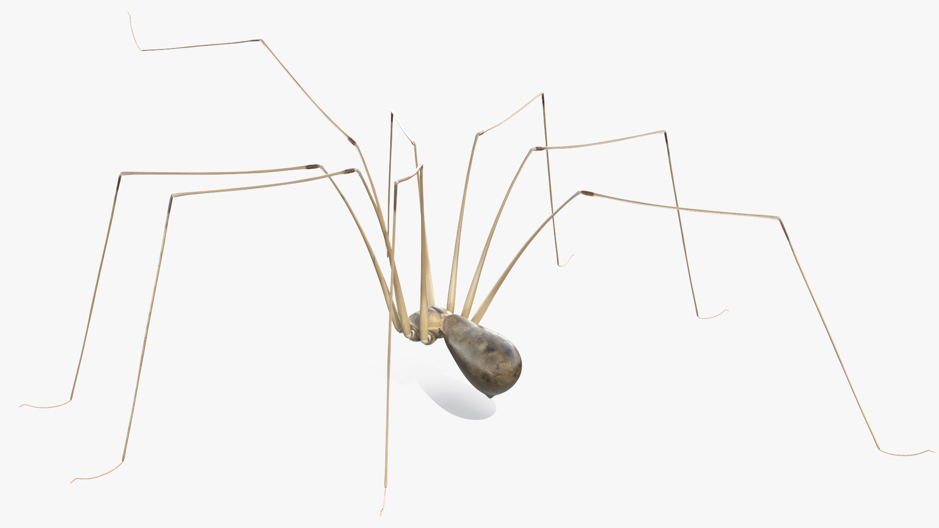 3D model Long-legged House Spider Rigged for Maya