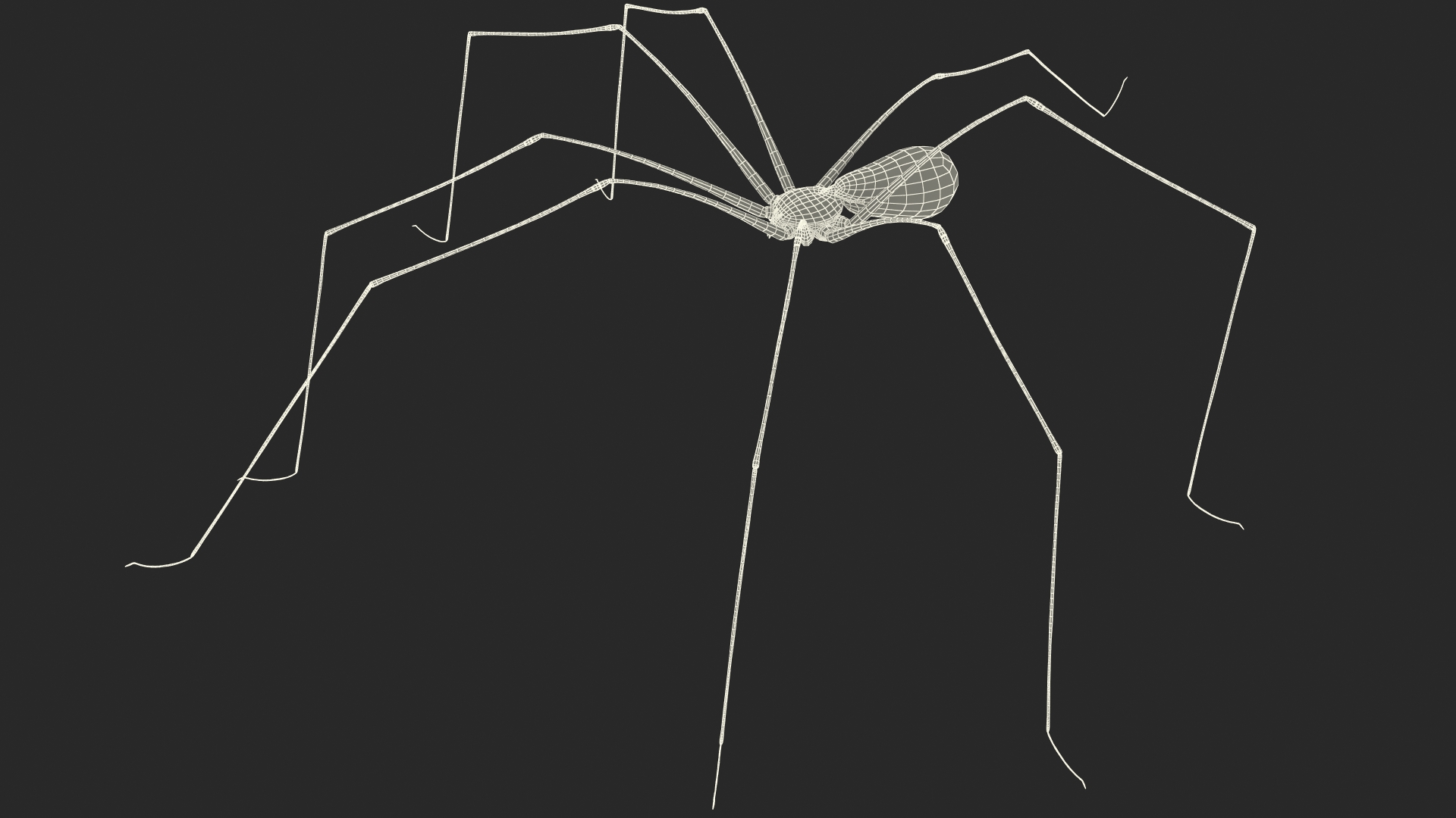 3D model Long-legged House Spider Rigged for Maya