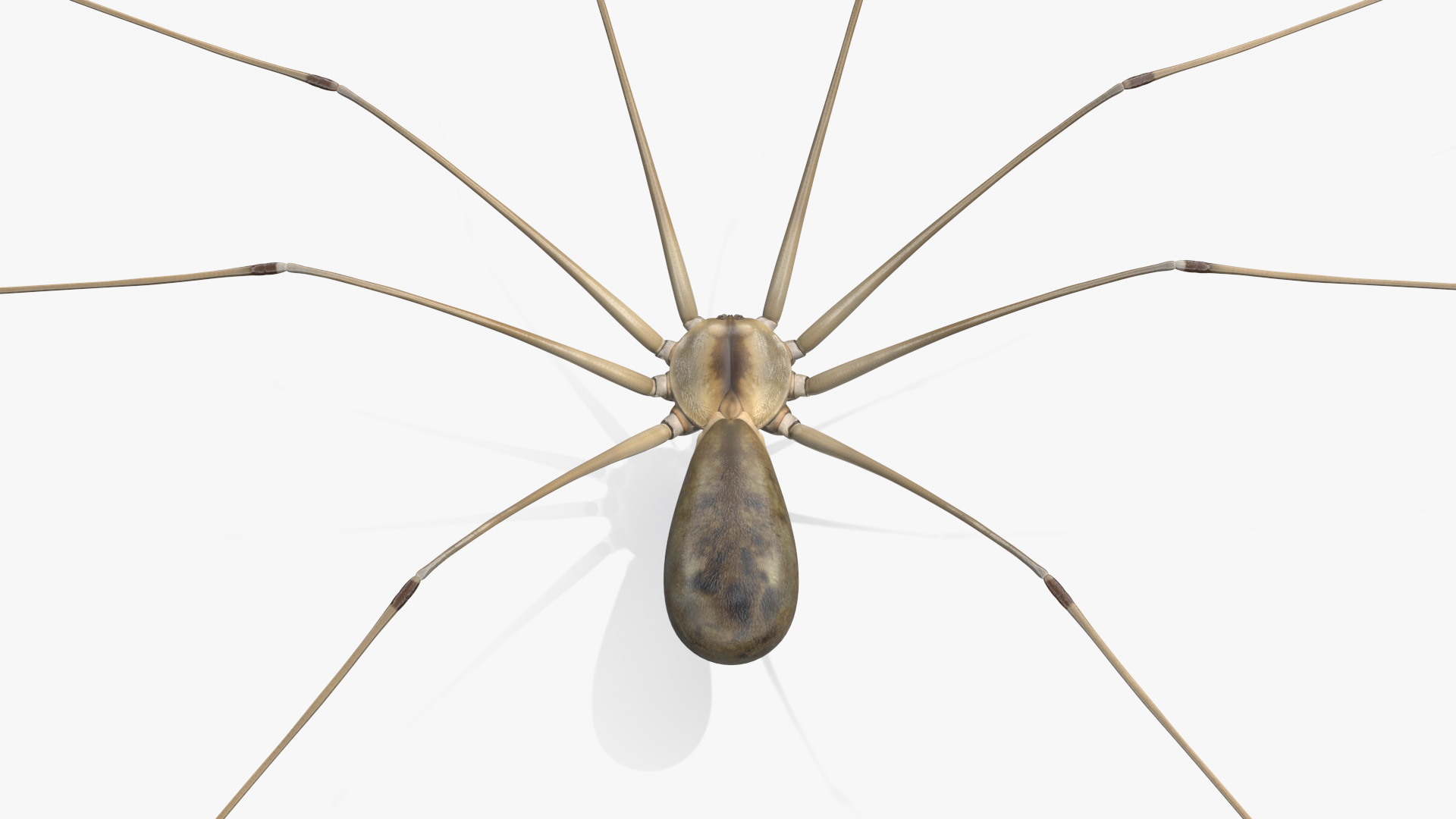 3D model Long-legged House Spider Rigged for Maya