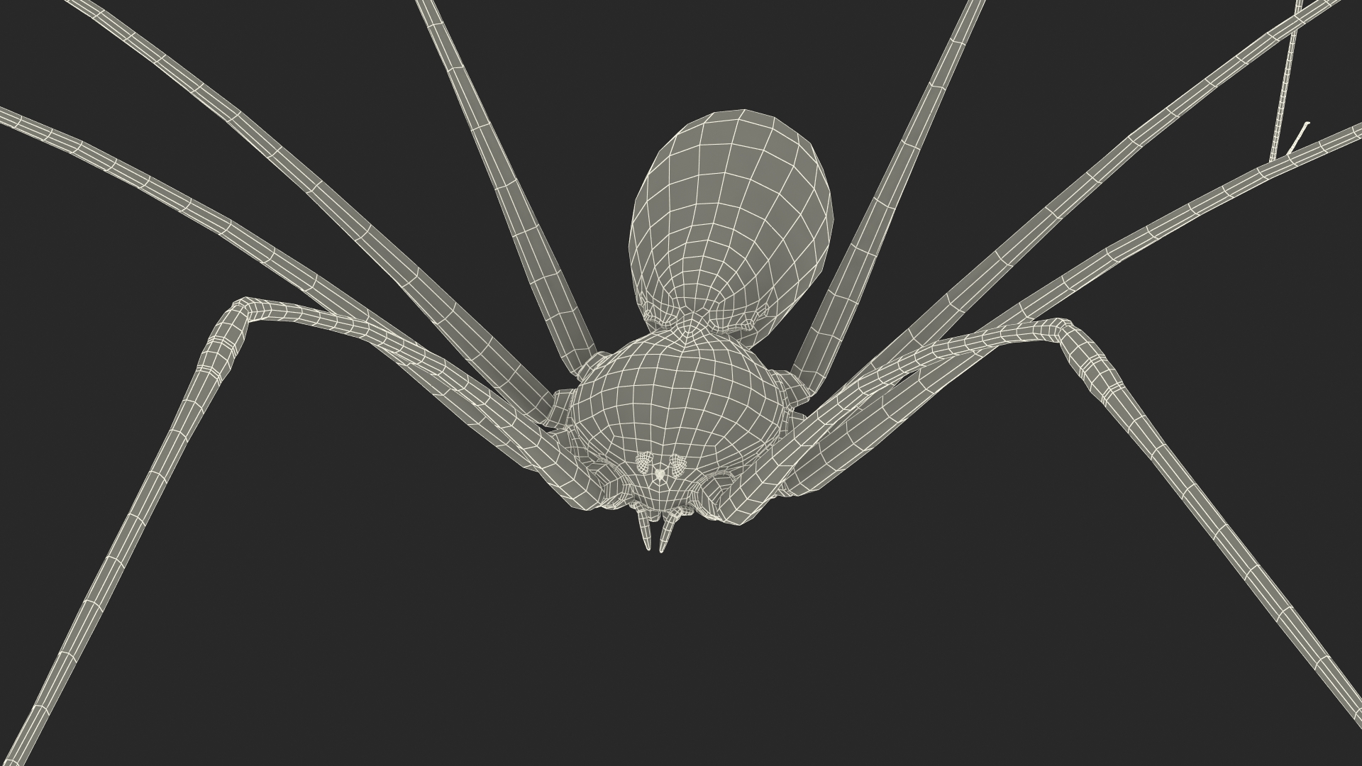 3D model Long-legged House Spider Rigged for Maya