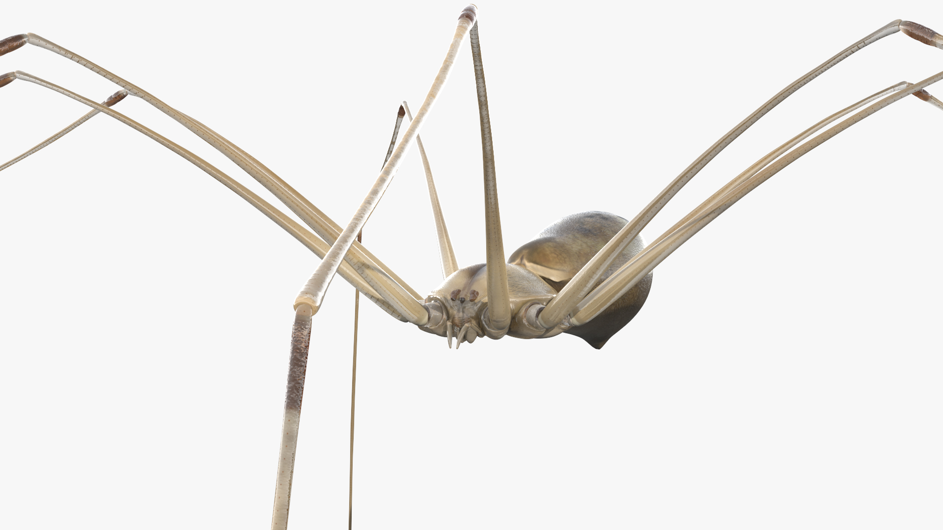 3D model Long-legged House Spider Rigged for Maya