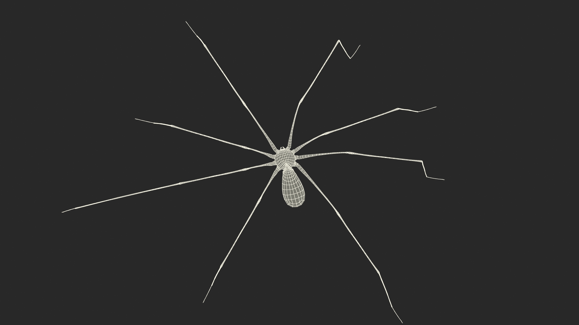3D model Long-legged House Spider Rigged for Maya