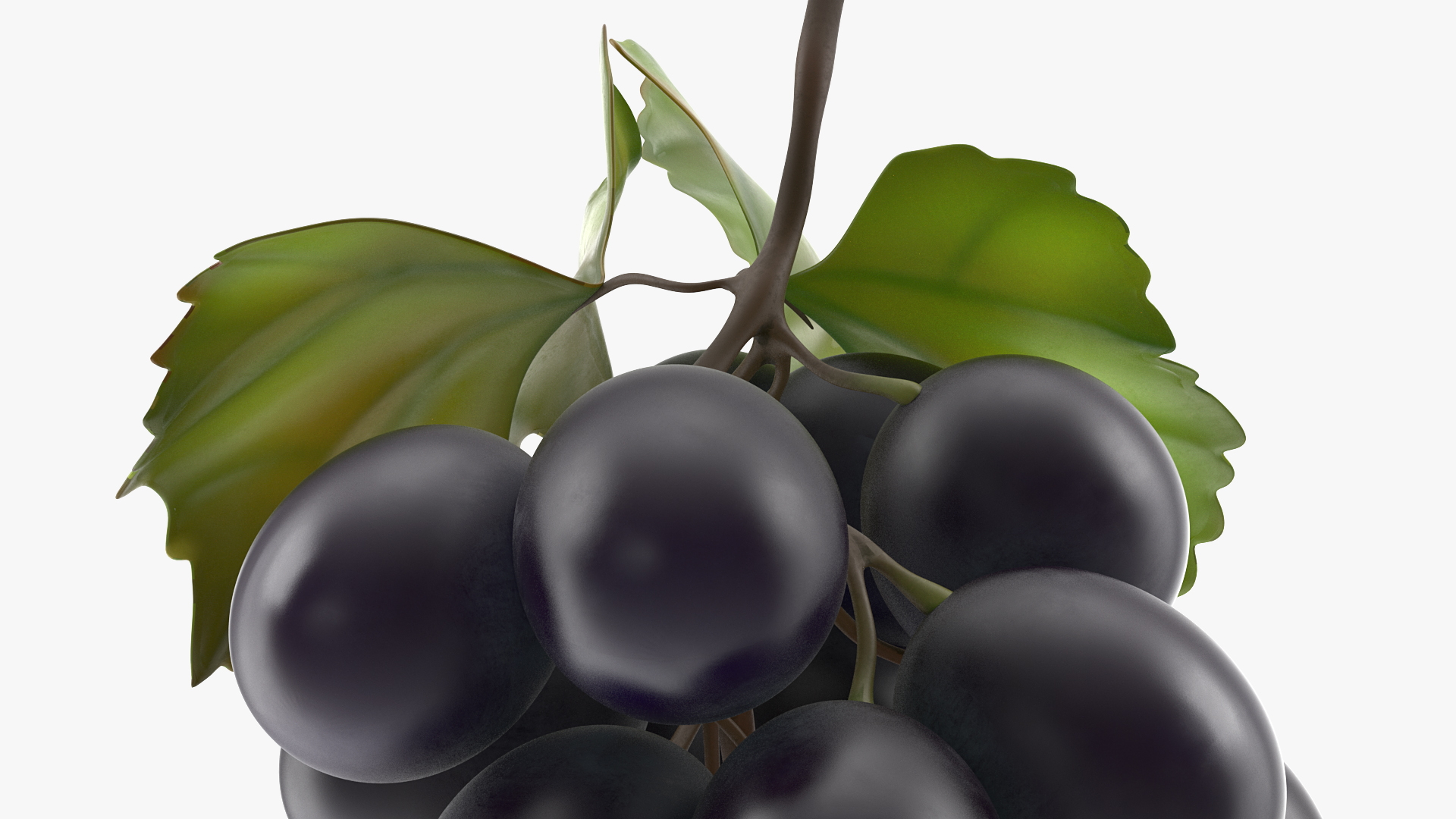 Bunch of Fresh Black Grapes 3D