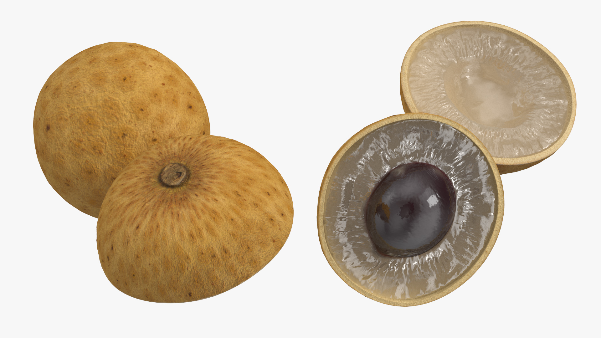 3D Realistic Half Cut Longan Fruit